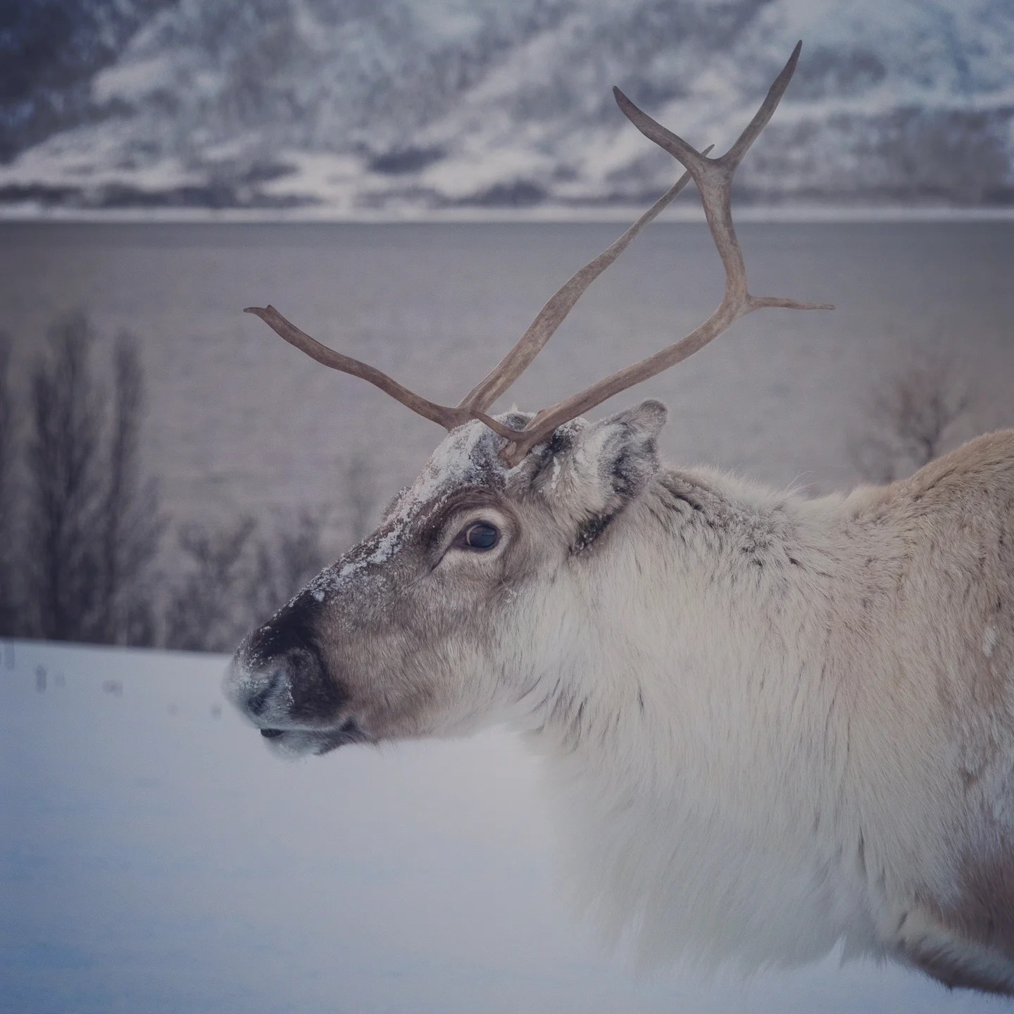 A close-up side profile of a reindeer with snow on its face and antlers, fjord waters and snow-covered hills in the background.