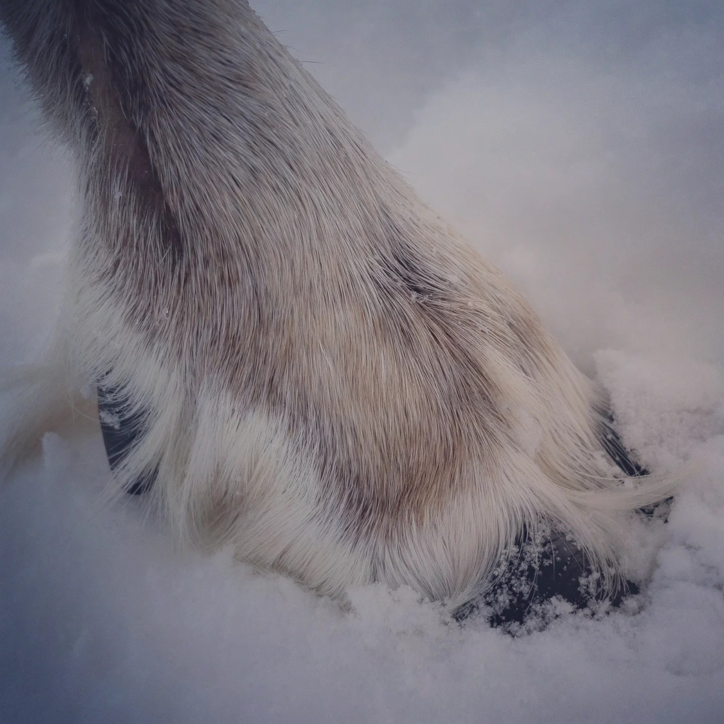 A close-up of a reindeer’s furry hoof pressing into the snow.