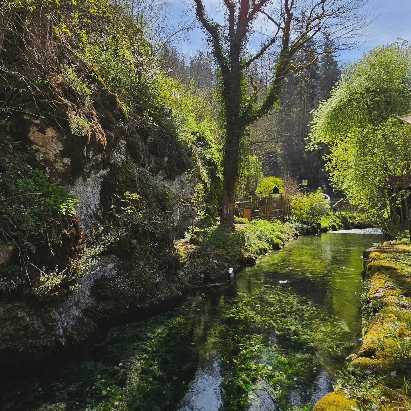 Scenic view of the Zwiefalter Ach river flowing through lush green forest near Wimsen Cave, with moss-covered rocks and bright spring foliage.