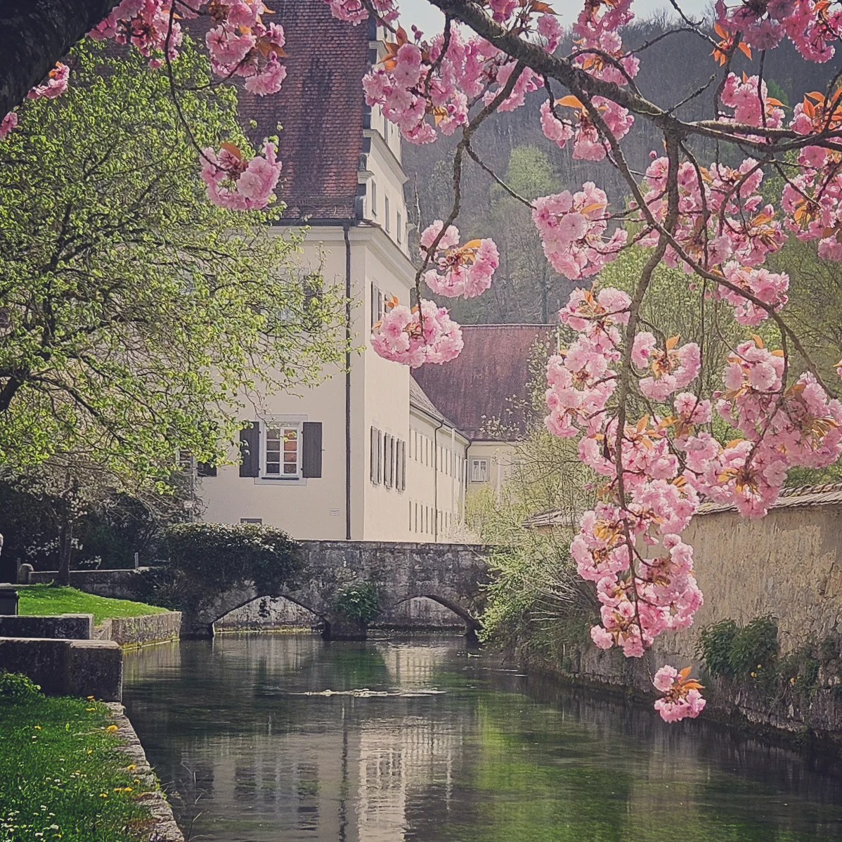 View of Zwiefalten Abbey across the river, framed by blooming cherry trees in full pink blossom.