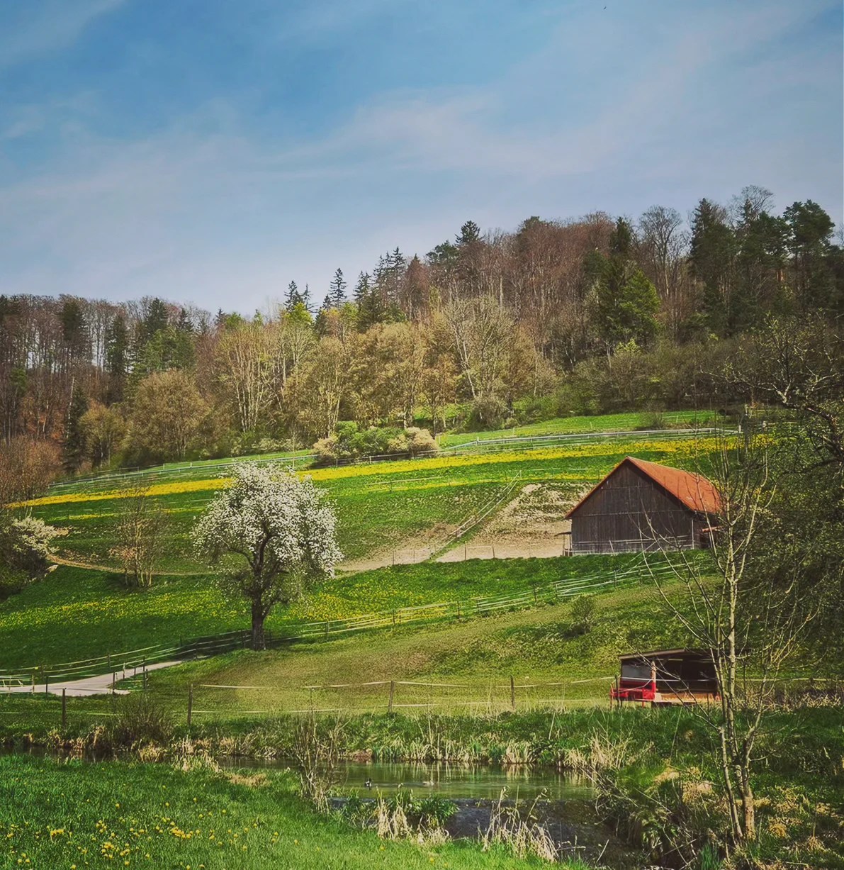 Rolling hillside landscape with a blooming tree, yellow flower patches, a red-roofed barn, and a small stream in the foreground on the walk from Wimsen Cave to Zwiefalten, Germany.