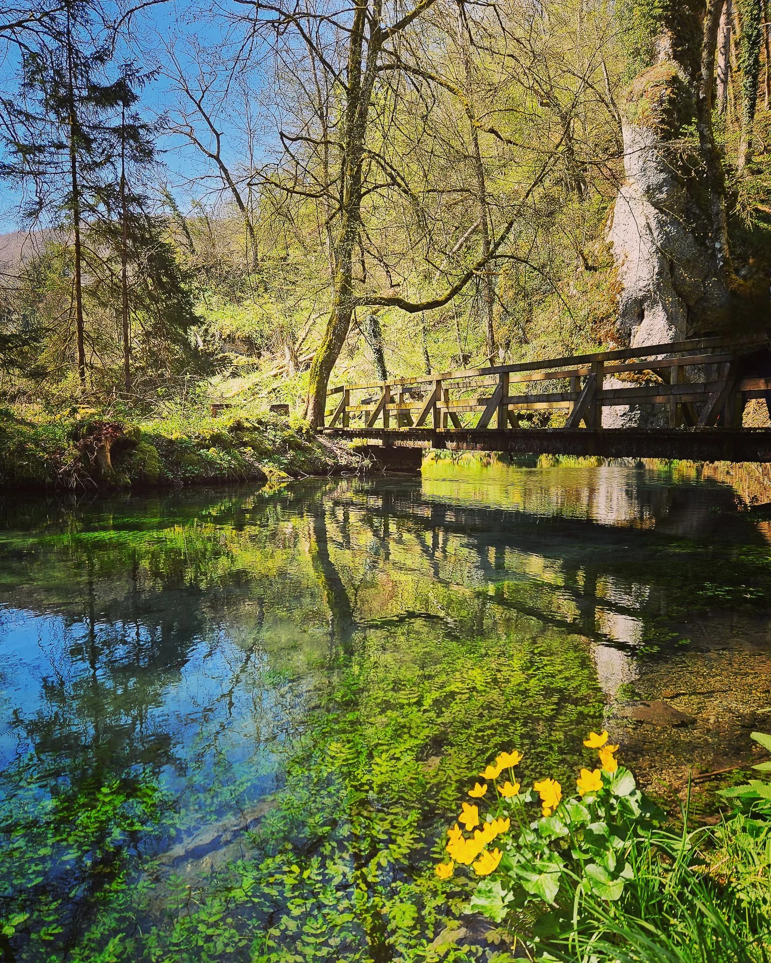 Wooden footbridge crossing over the clear waters of the Zwiefalter Ach, with yellow wildflowers in the foreground and trees reflected in the water.