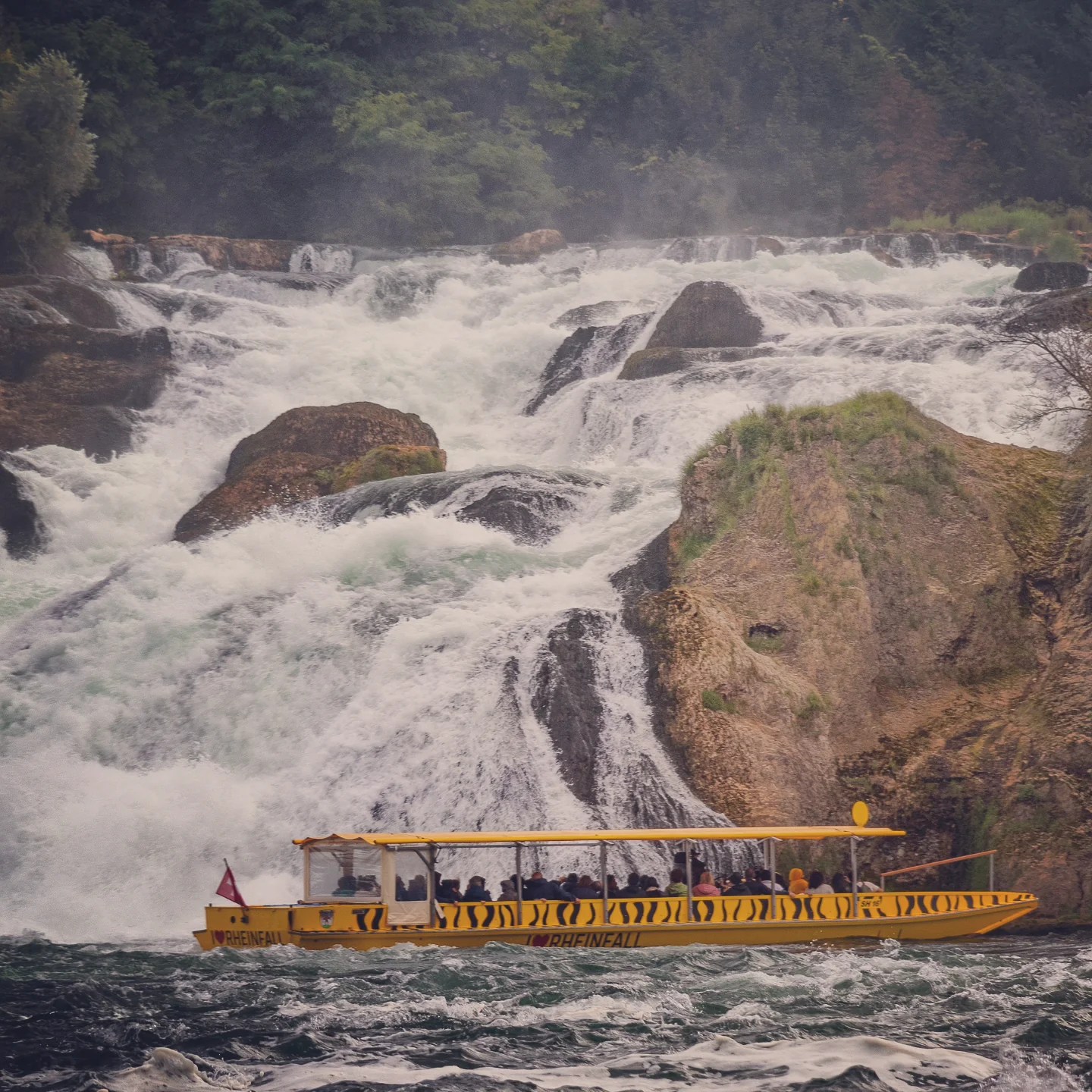 Yellow tiger-striped sightseeing boat drifting in front of foaming lower cascades of Rhine Falls.