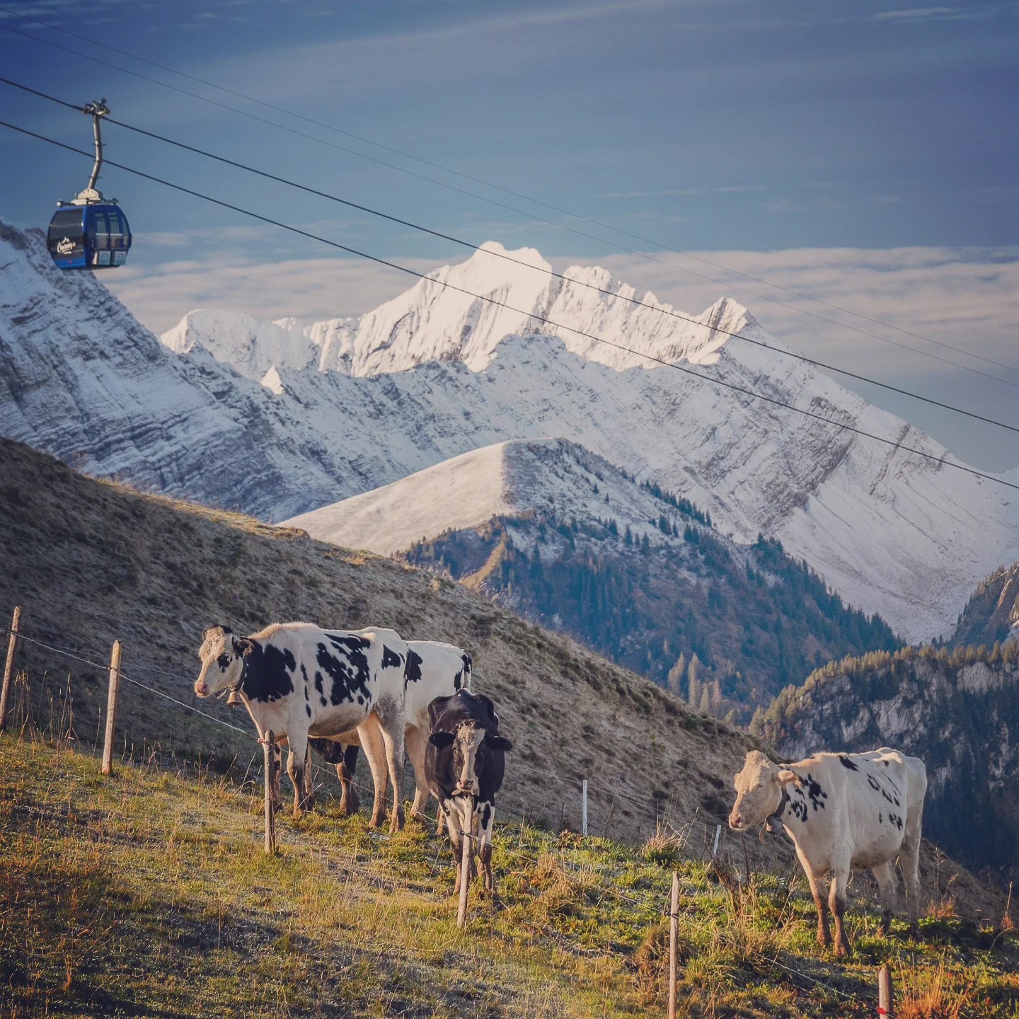 hree black-and-white dairy cows on a grassy ridge; overhead, Charmey’s blue gondola and snow-covered peaks.