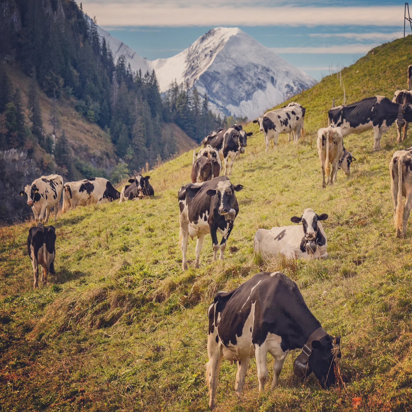 Dozens of cows grazing and resting on an alpine slope with a pyramid-shaped snowy mountain beyond.