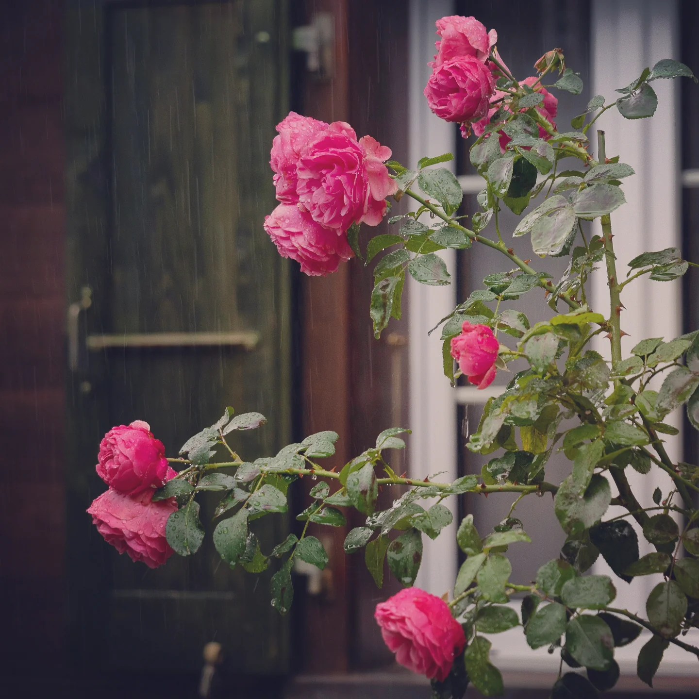 Pink rain-soaked roses against a dark wooden shutter and window.