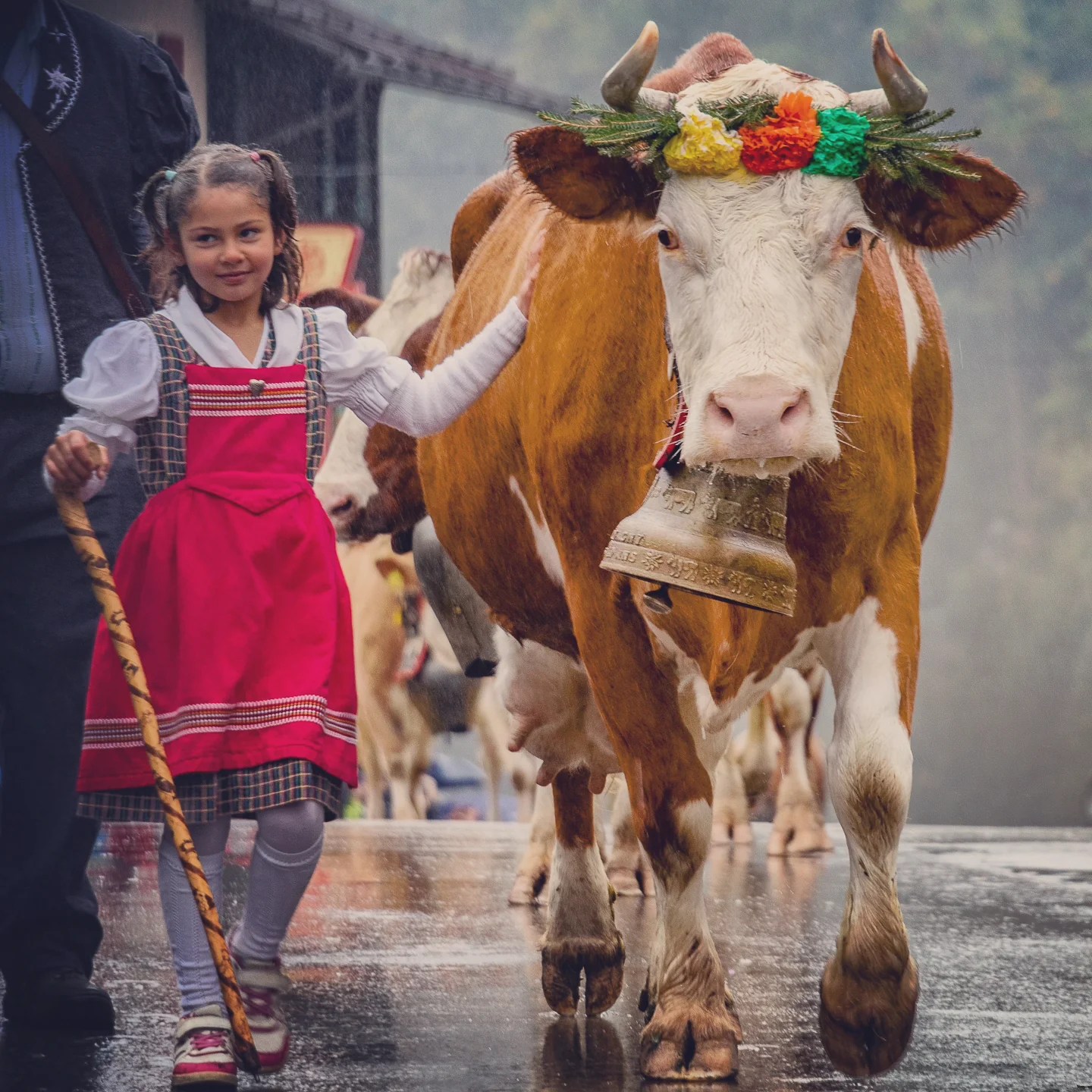 A young girl in a red dirndl gently guides a bell-wearing cow adorned with a multicolored flower wreath.