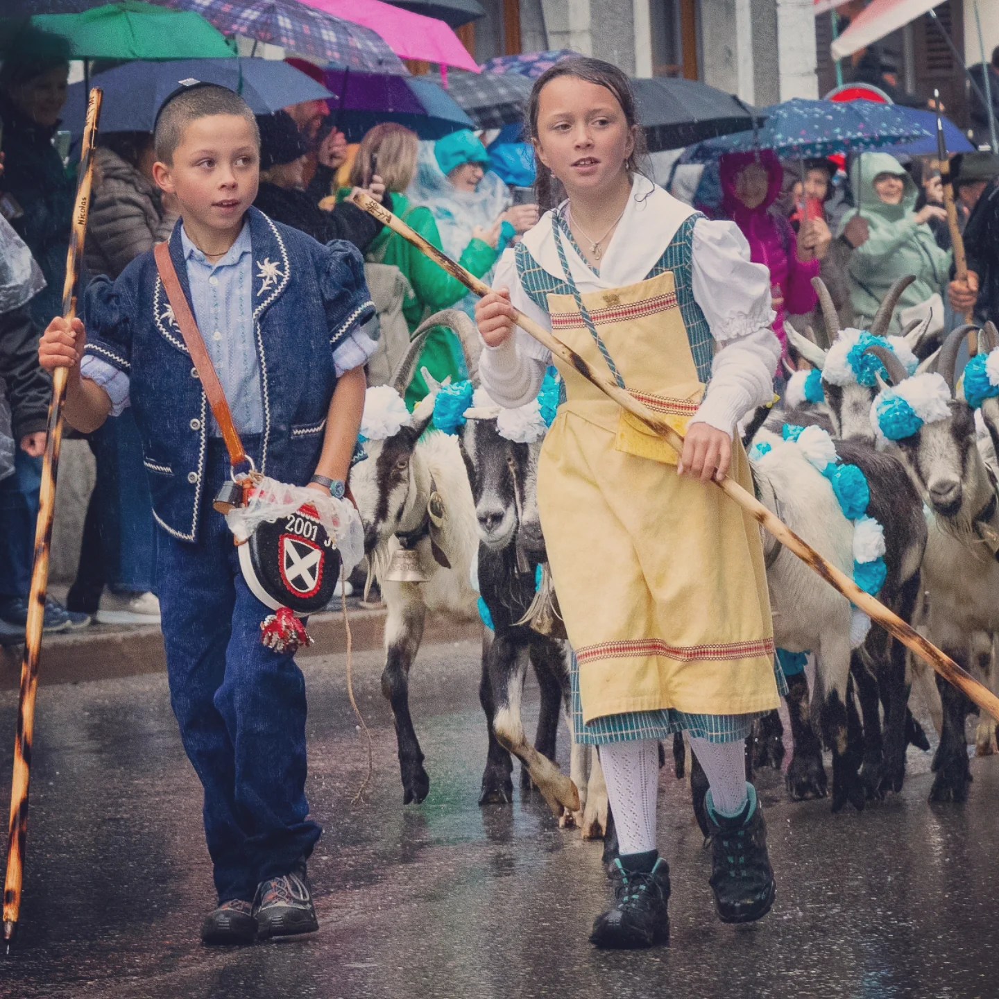 Two children in alpine dress shepherd a line of goats decorated with blue-and-white paper rosettes during the procession.