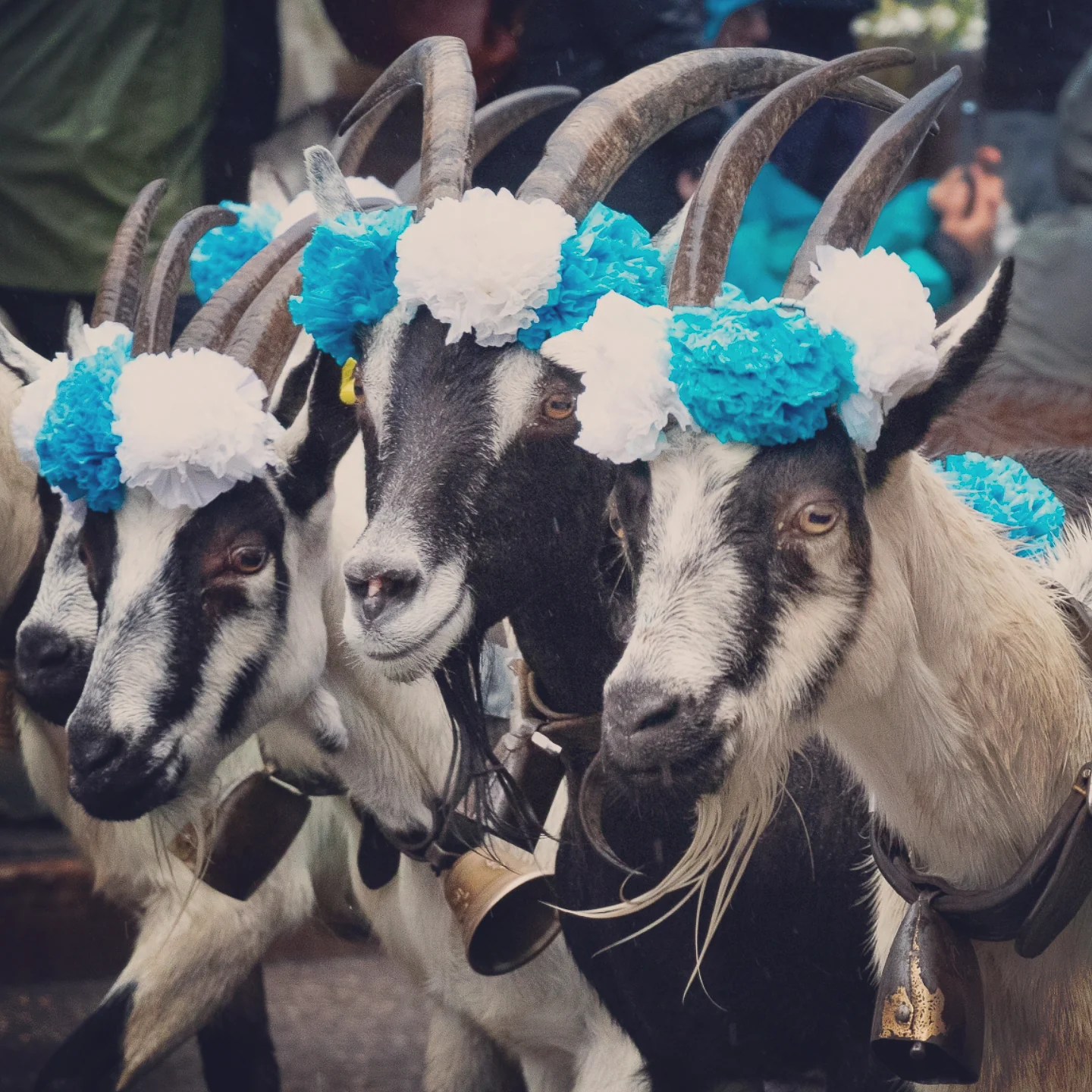 Close-up of black-and-white goats wearing blue and white floral headpieces and small bells.