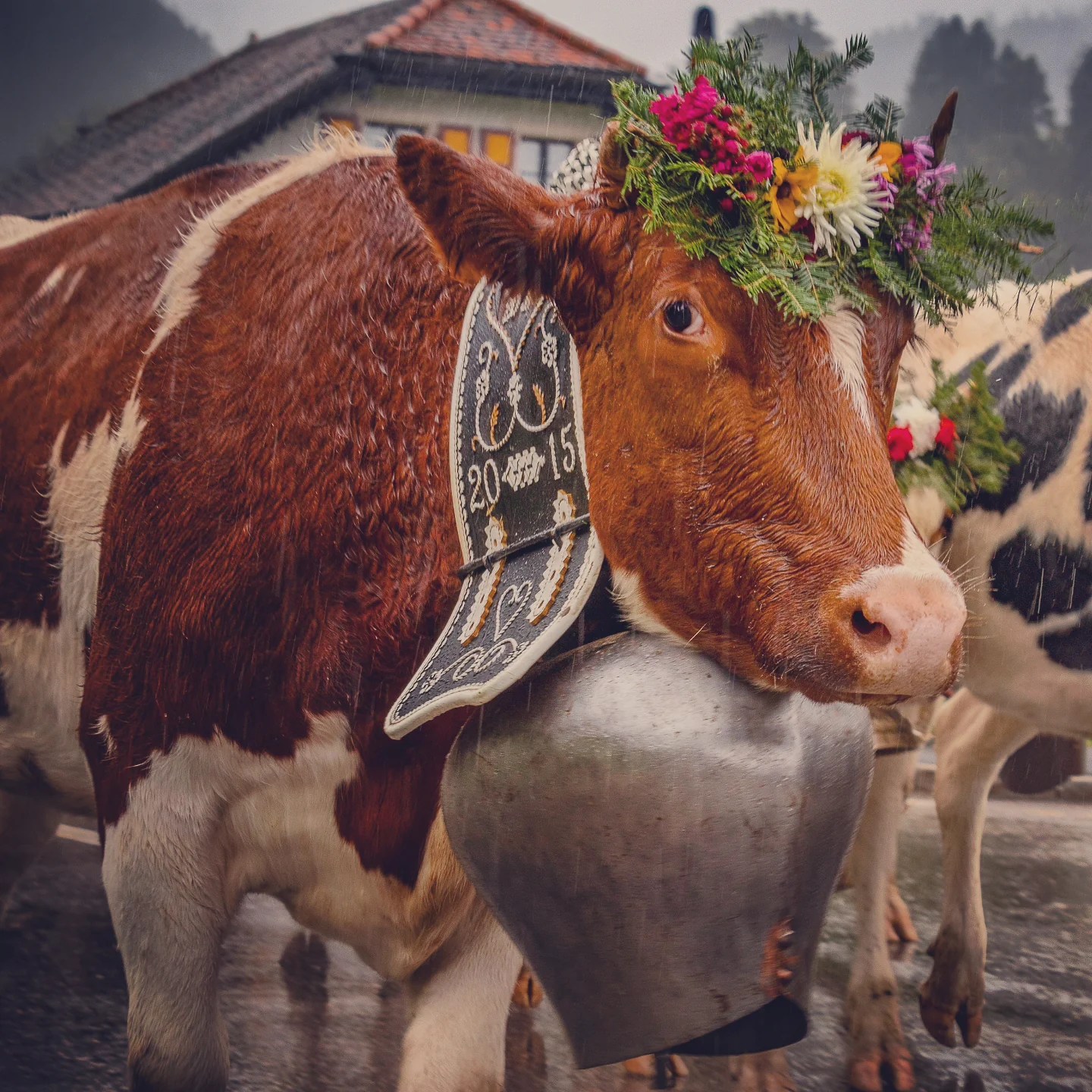 Chestnut cow with giant bell and multi-coloured flower wreath looks toward the camera as rain falls.