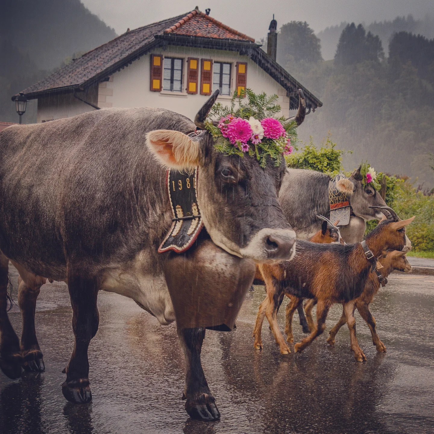 Grey cow with bright pink wreath passes a white farmhouse; two young goats and another cow trot beside her in the rain.
