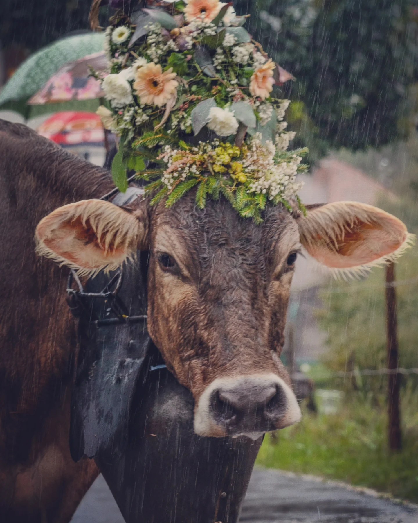 Wet brown cow photographed head-on, wearing a tall cascade of peach and cream blossoms.