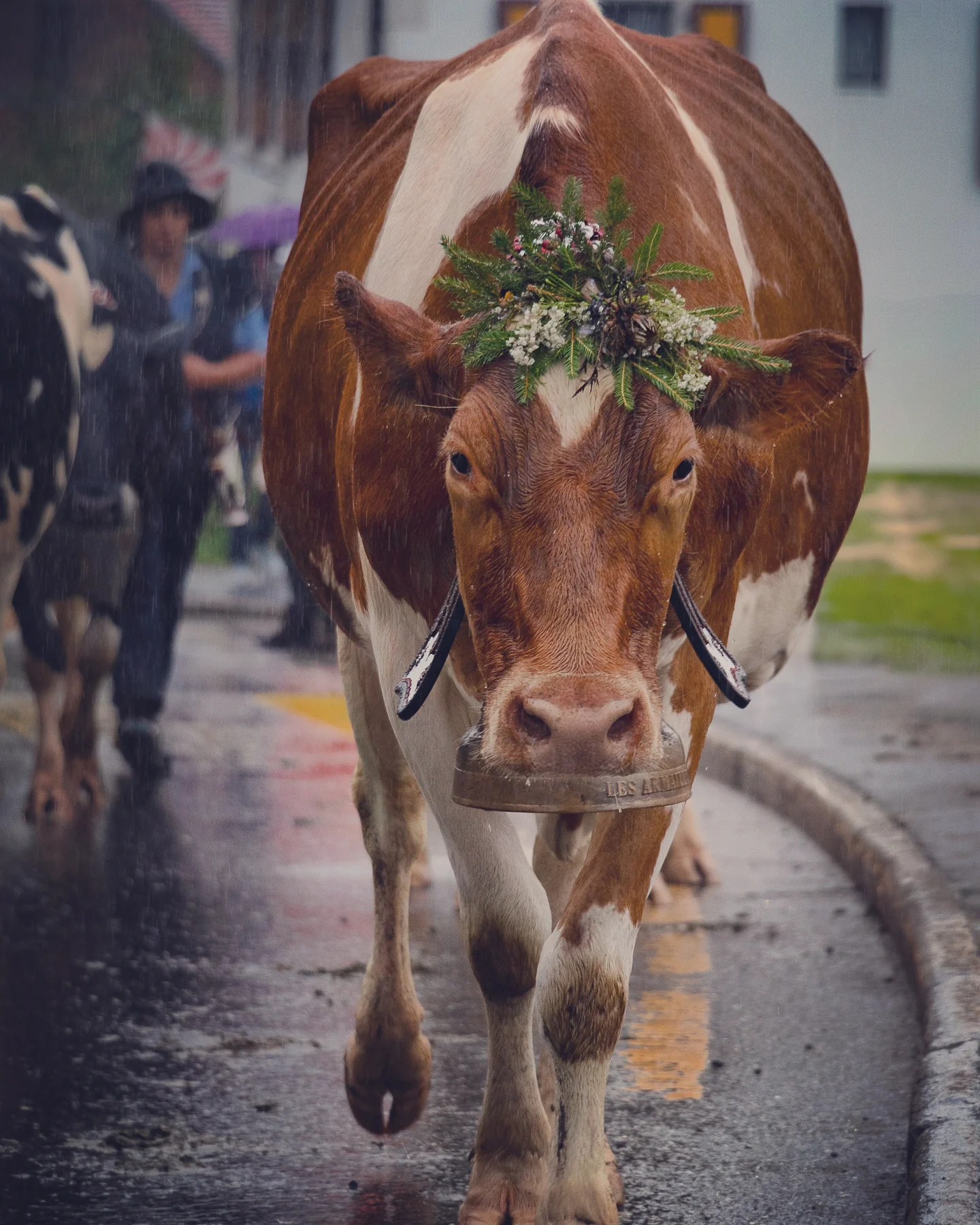 Sturdy red-and-white cow strides down the slick village street with a simple evergreen crown.