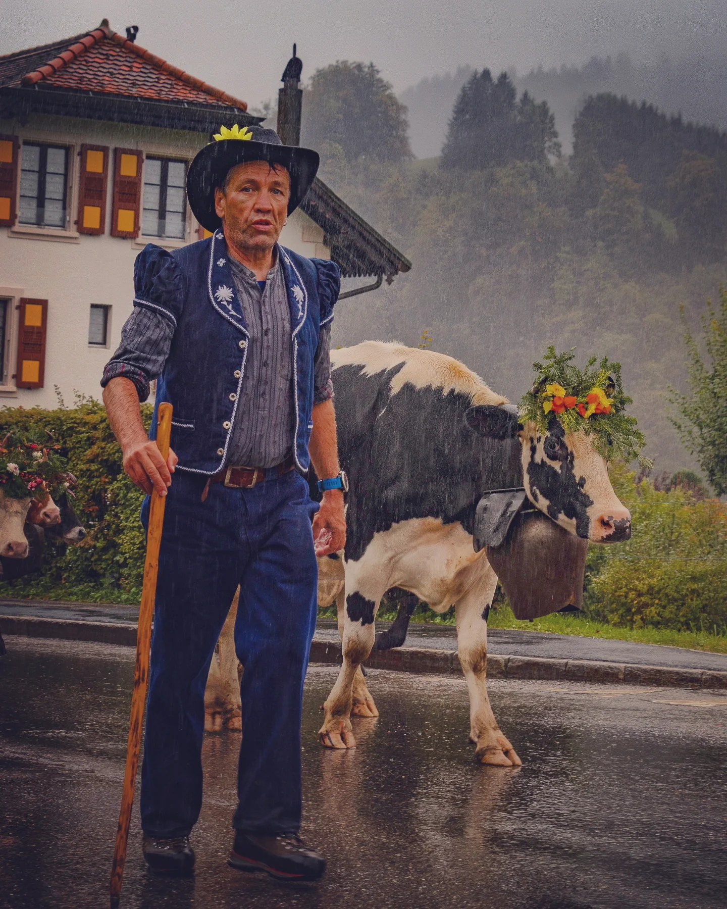 Middle-aged herdsman in navy traditional jacket and hat with yellow flower leads a black-and-white cow past a house in heavy rain.