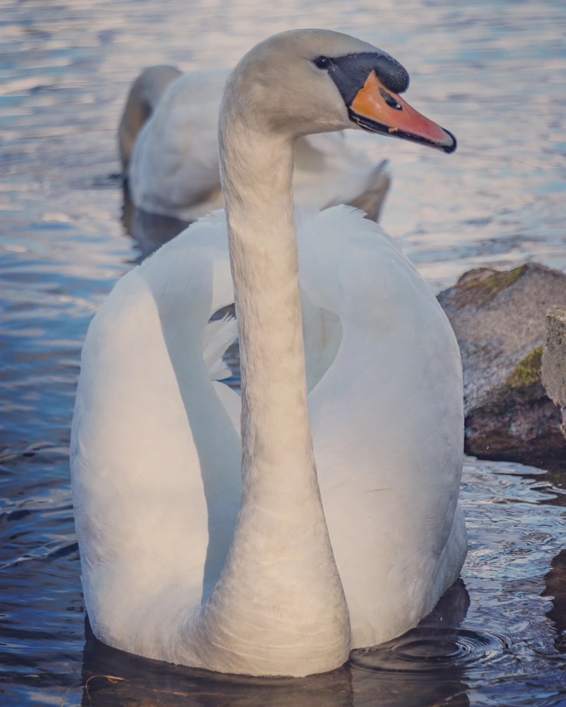 A graceful swan gliding through the calm waters of Lake Bled, its reflection shimmering softly beneath it.