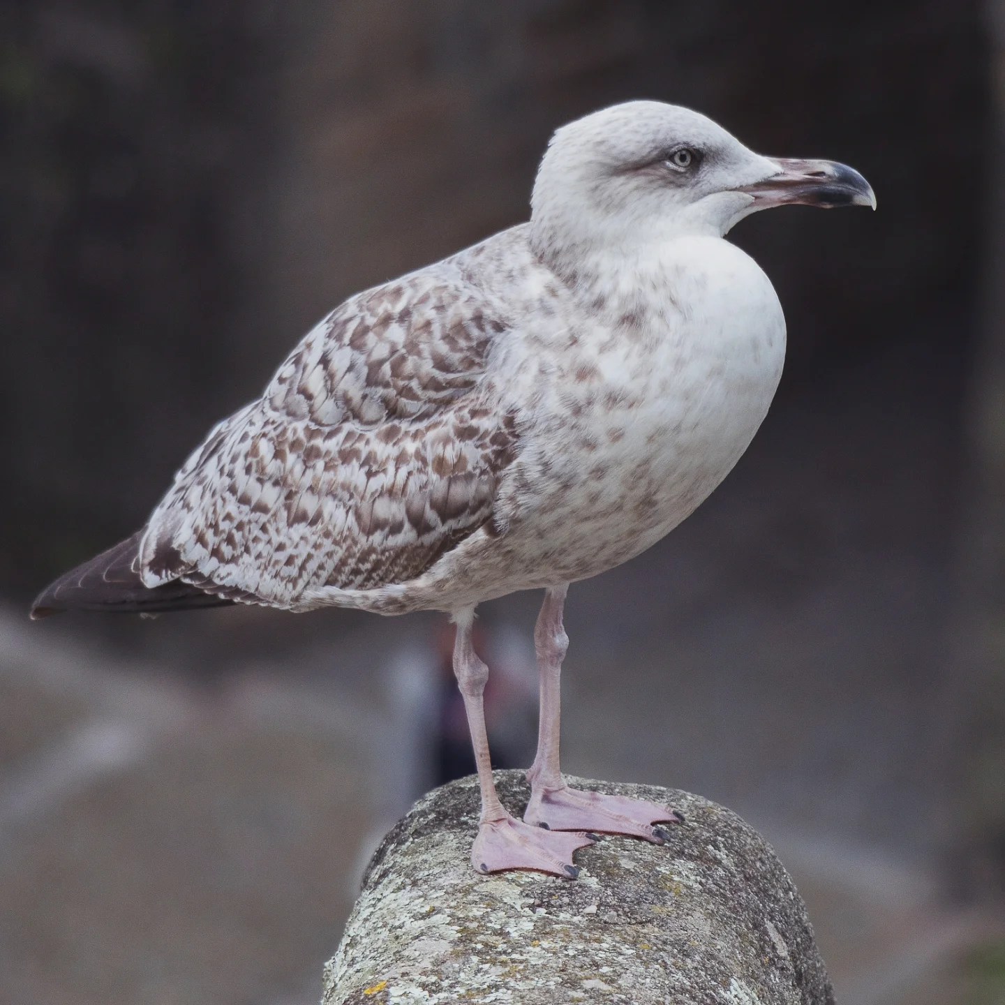 Close-up of a seagull perched on a stone wall with blurred background.