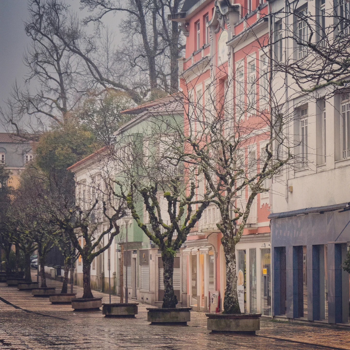 Trees with no leaves lining the a street of colorful buildings in Braga.