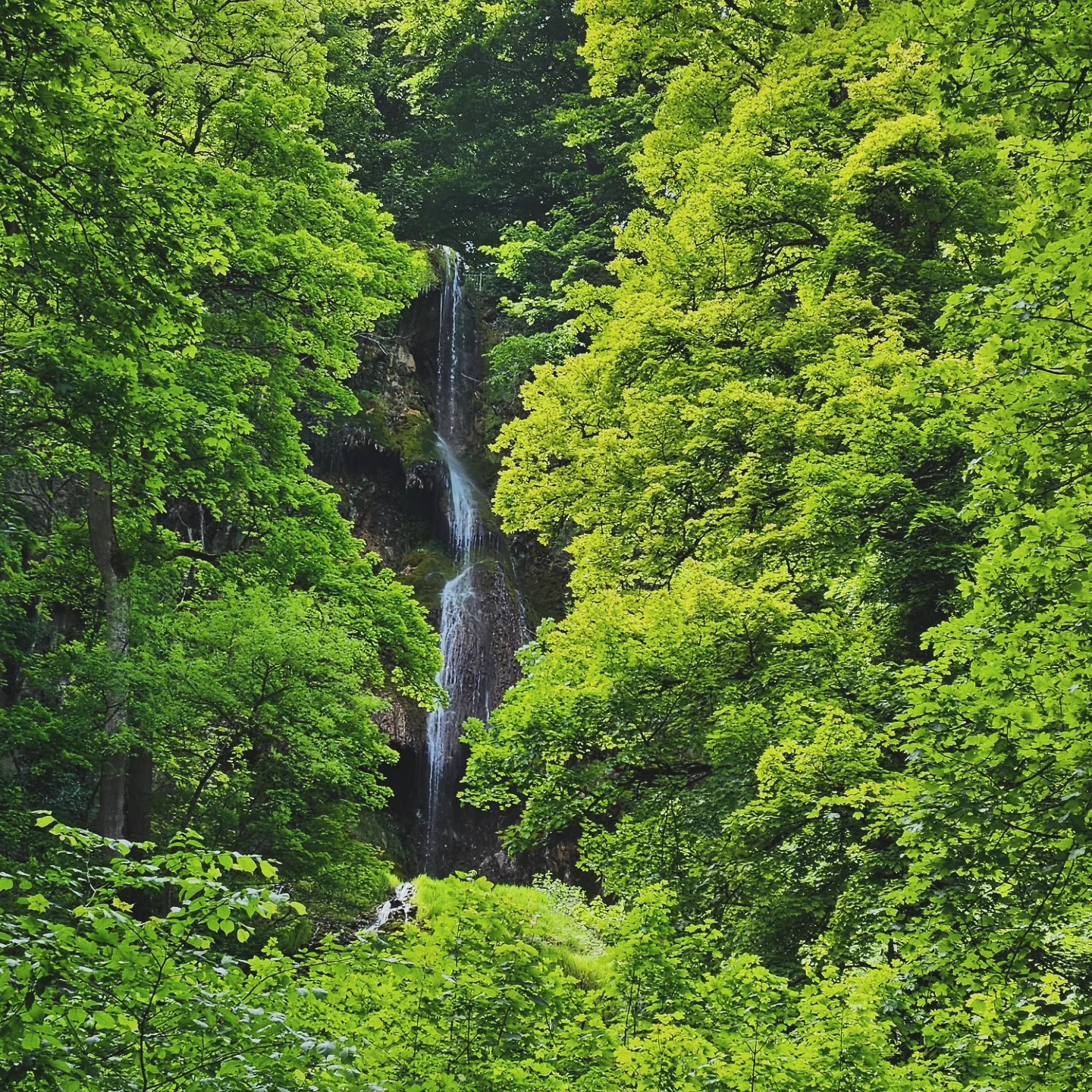 Urach Waterfall cascading down a steep cliff, partially hidden among dense, vibrant green forest foliage.