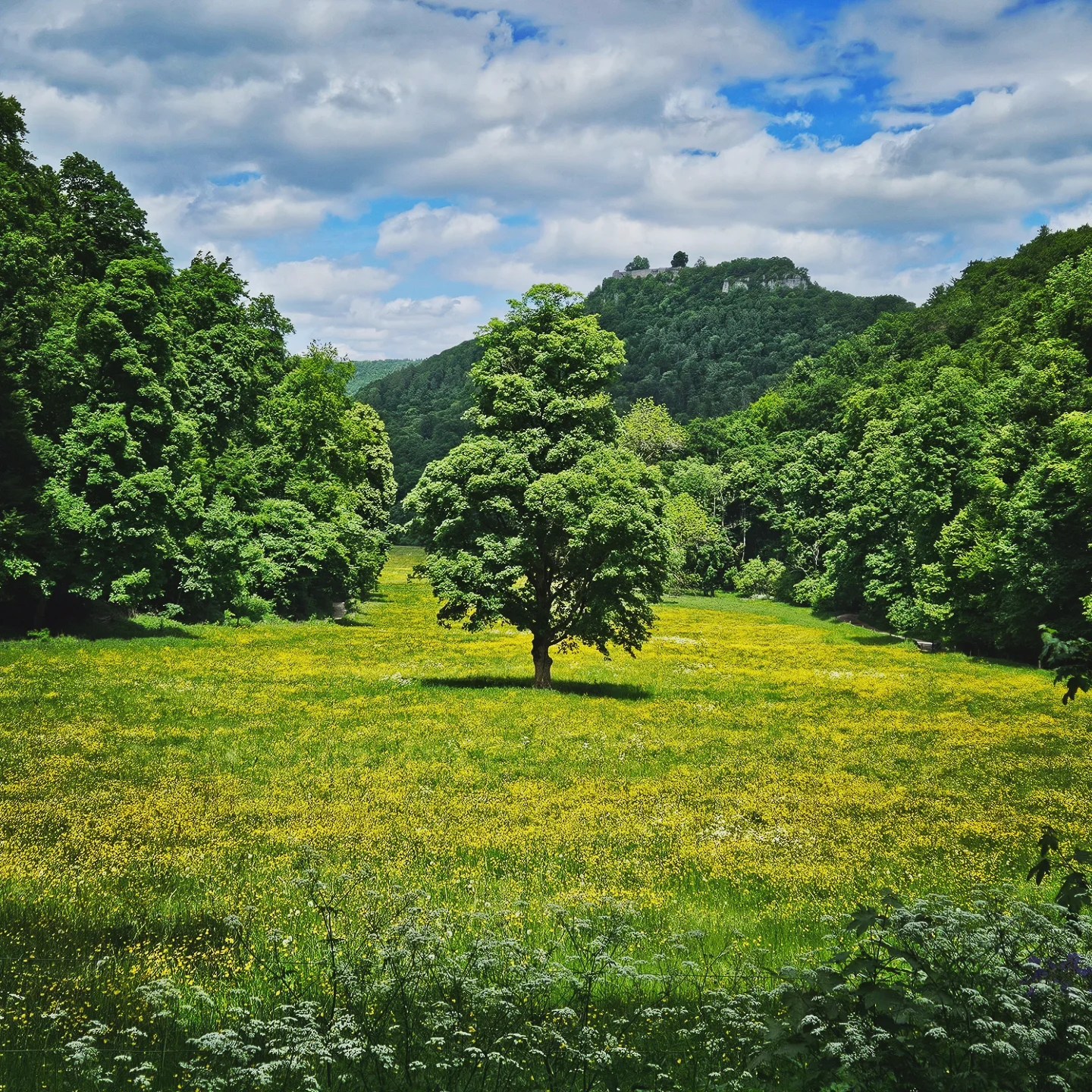 A single tree stands in the middle of a blooming yellow wildflower meadow, framed by thick forest and overlooked by hilltop ruins in the Swabian Alb.