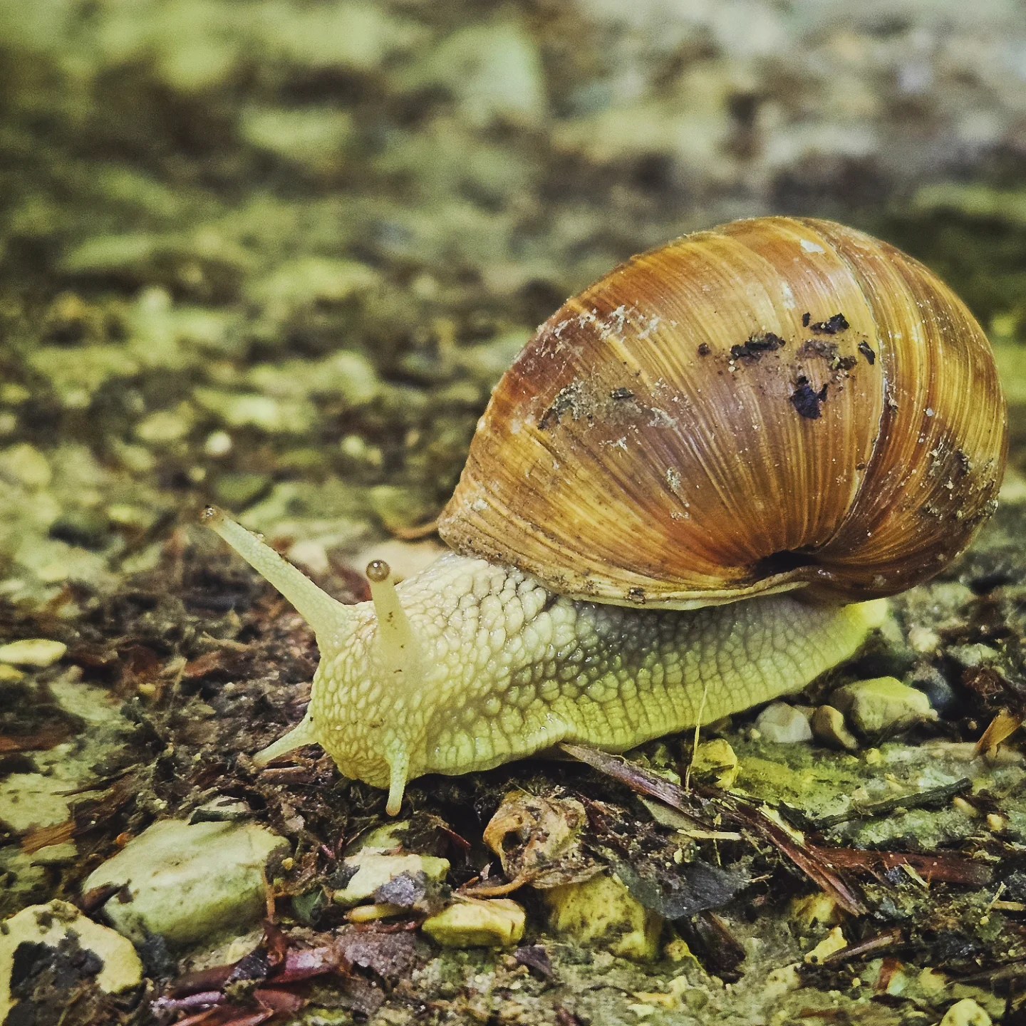 Close-up of a Roman snail slowly crossing a forest floor covered in dirt, stones, and twigs.