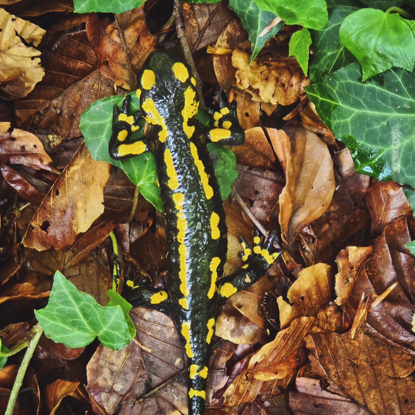 A brightly colored fire salamander with yellow and black markings rests on damp forest floor covered in brown leaves and ivy.