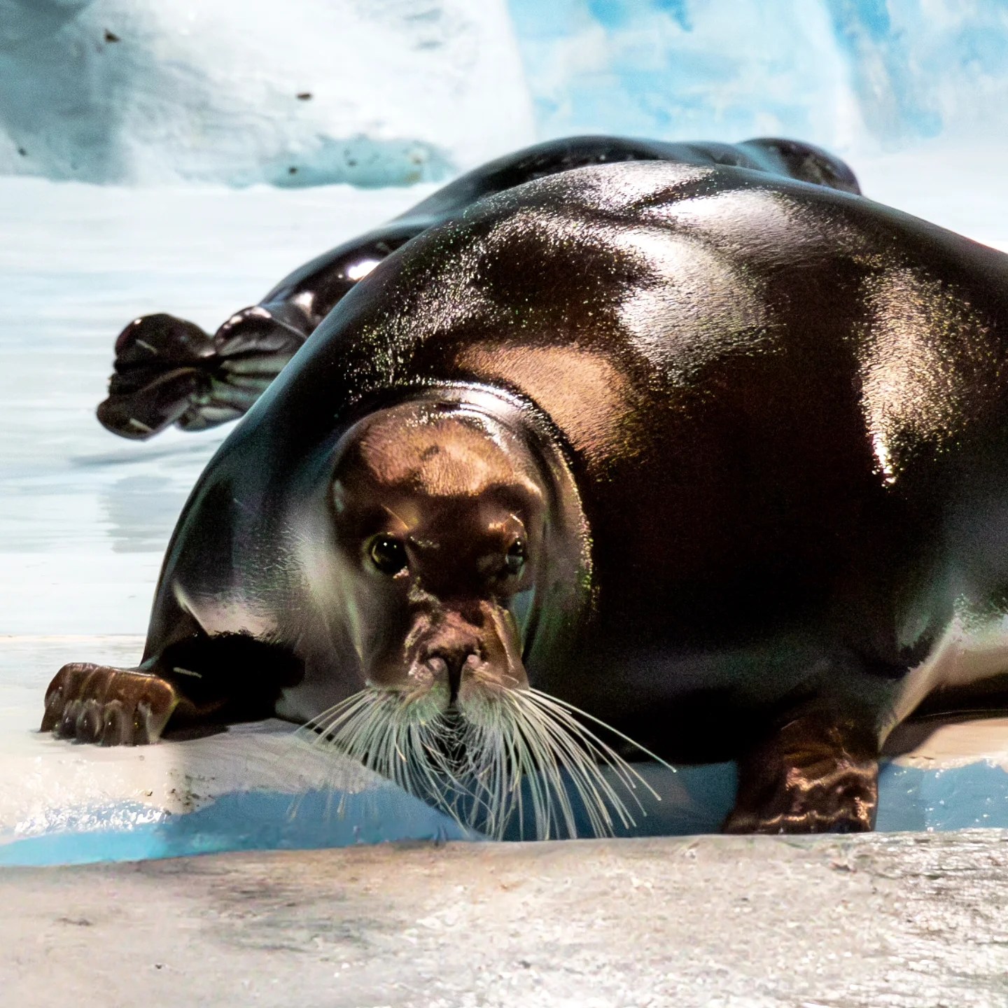 A glossy seal resting on an icy platform during a seal training session at Polaria Arctic experience center in Tromsø.