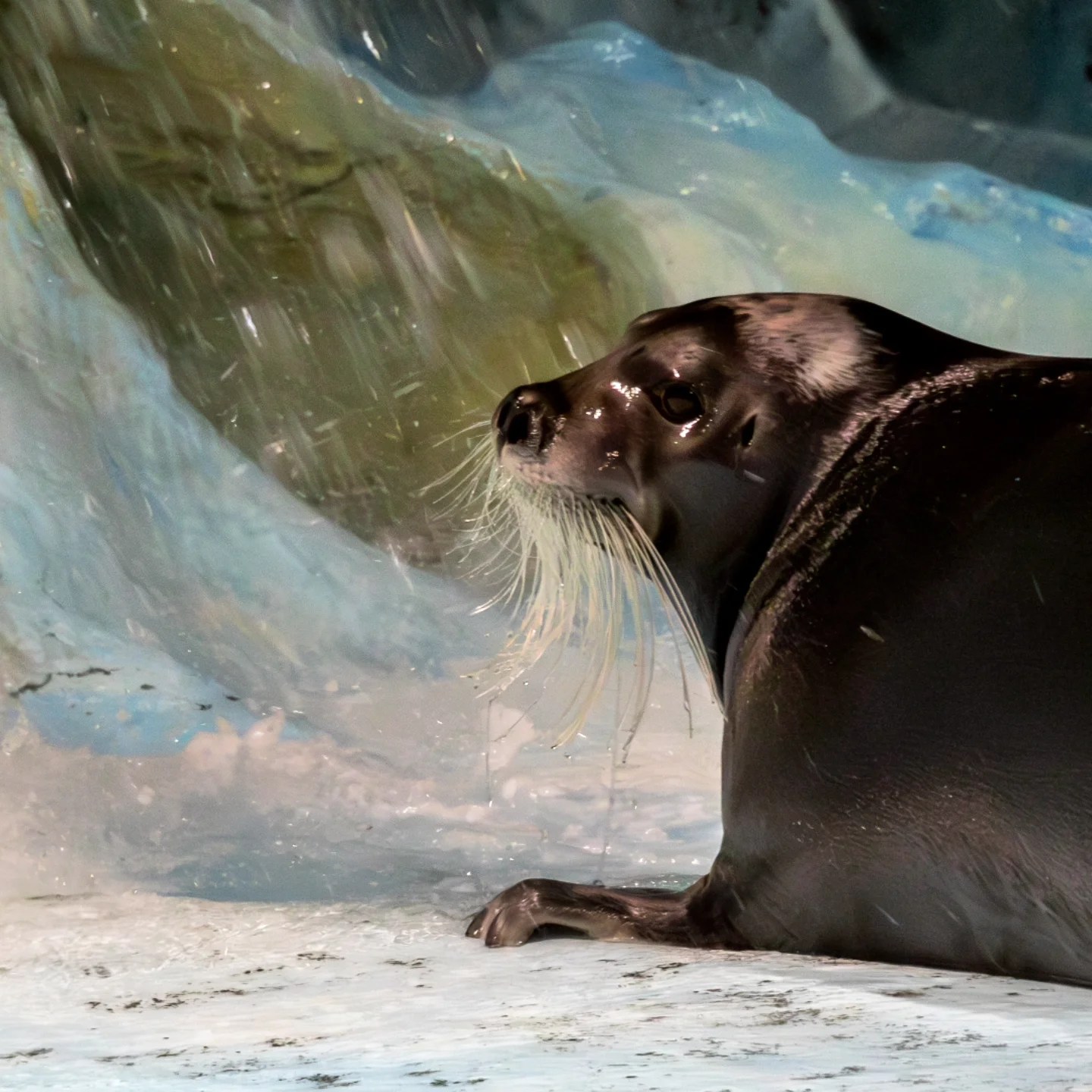 Seal glancing back over its shoulder as water cascades beside it, captured during a training session at Polaria in Tromsø.