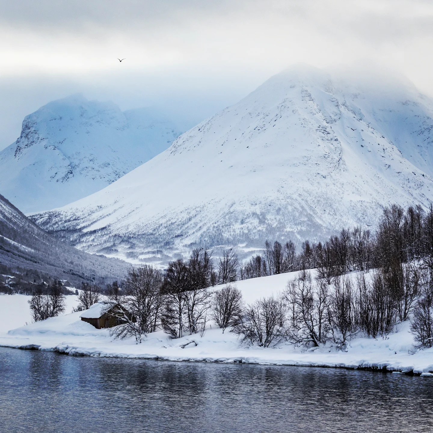 Dramatic snowy peaks partially veiled in mist, with a frozen fjord shoreline lined by winter trees. and one small cabin.