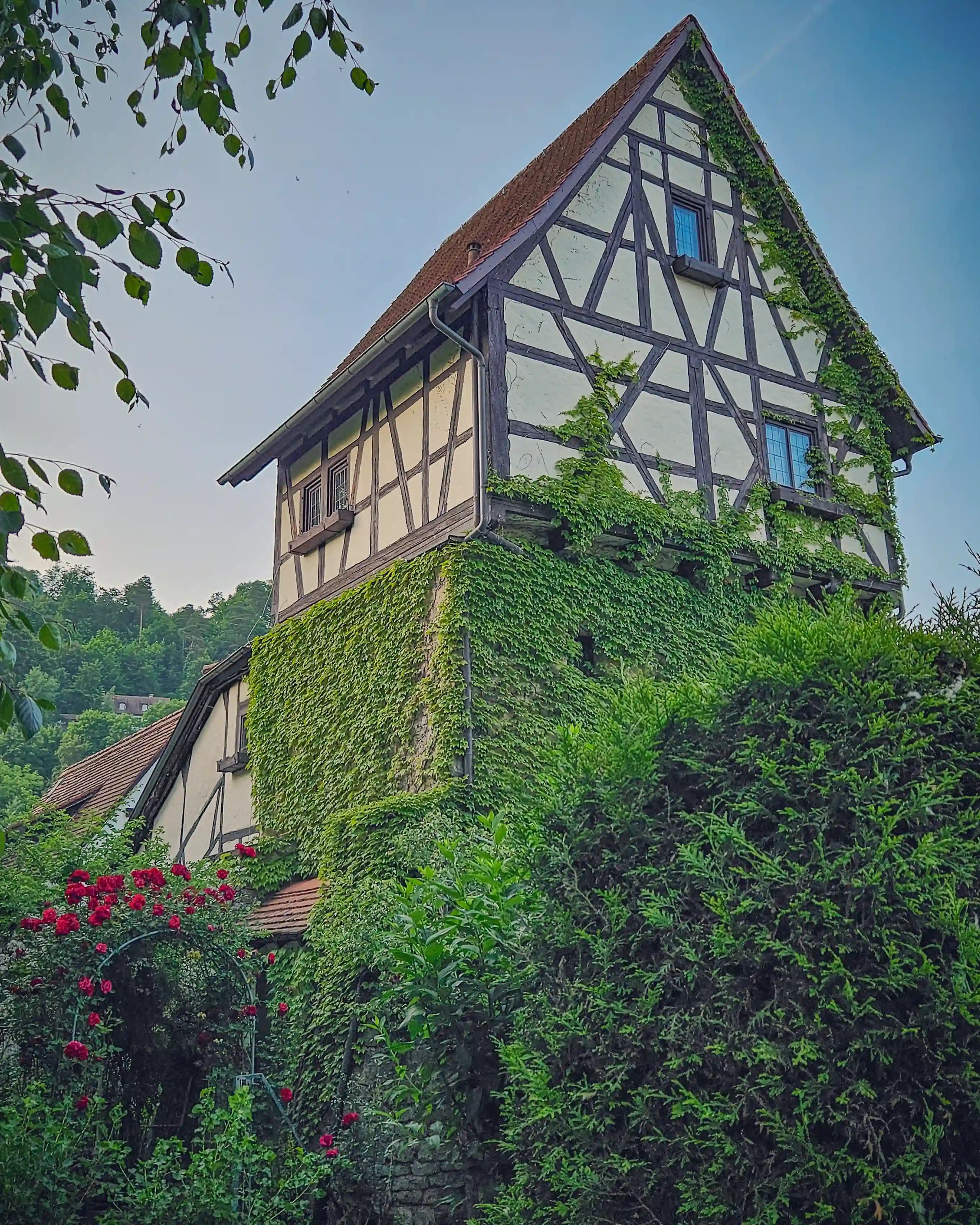 A half-timbered house in Horb am Neckar covered in ivy and surrounded by lush greenery and red climbing roses.