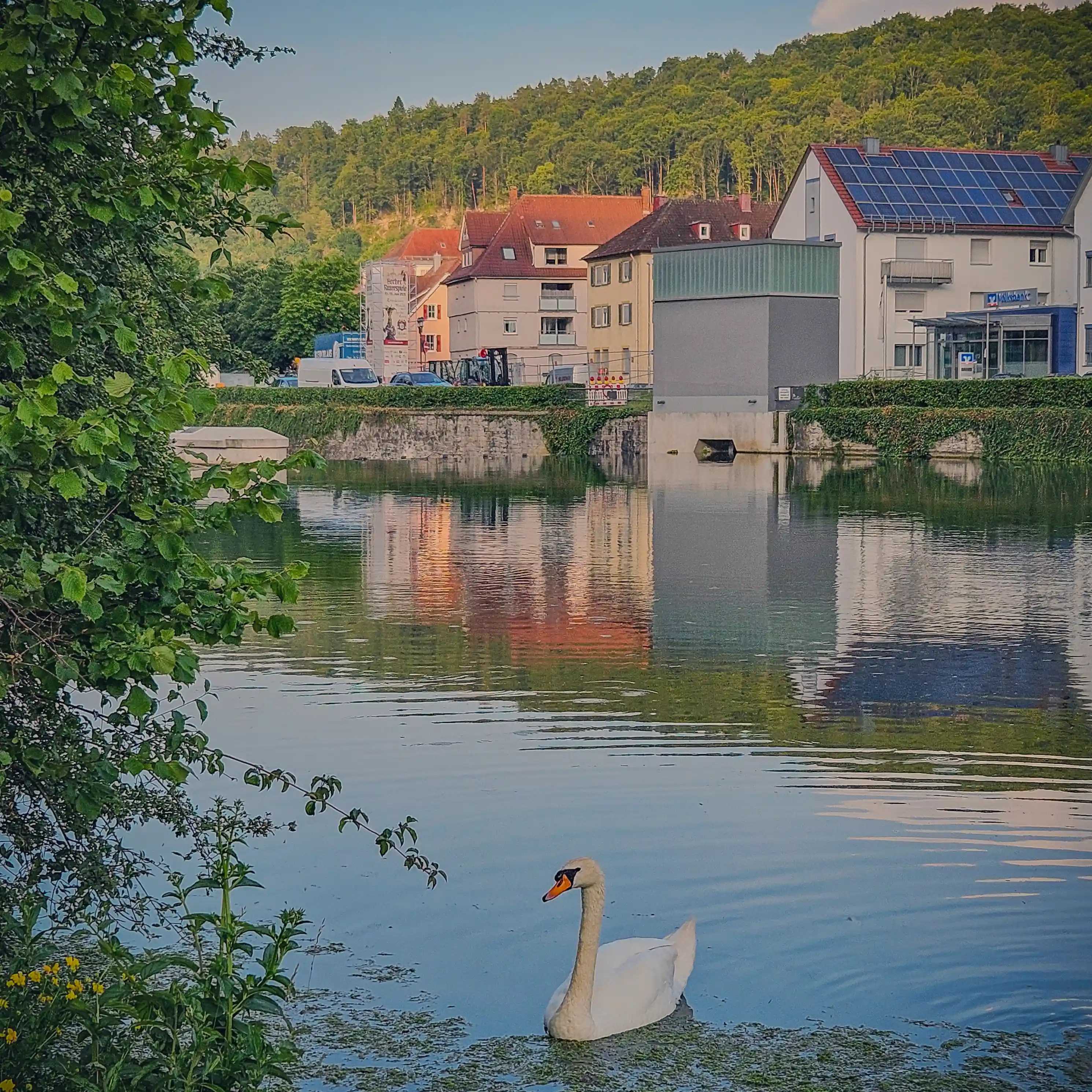 A swan glides through calm waters of the Neckar River in Horb, with modern riverside buildings and reflections in the background.