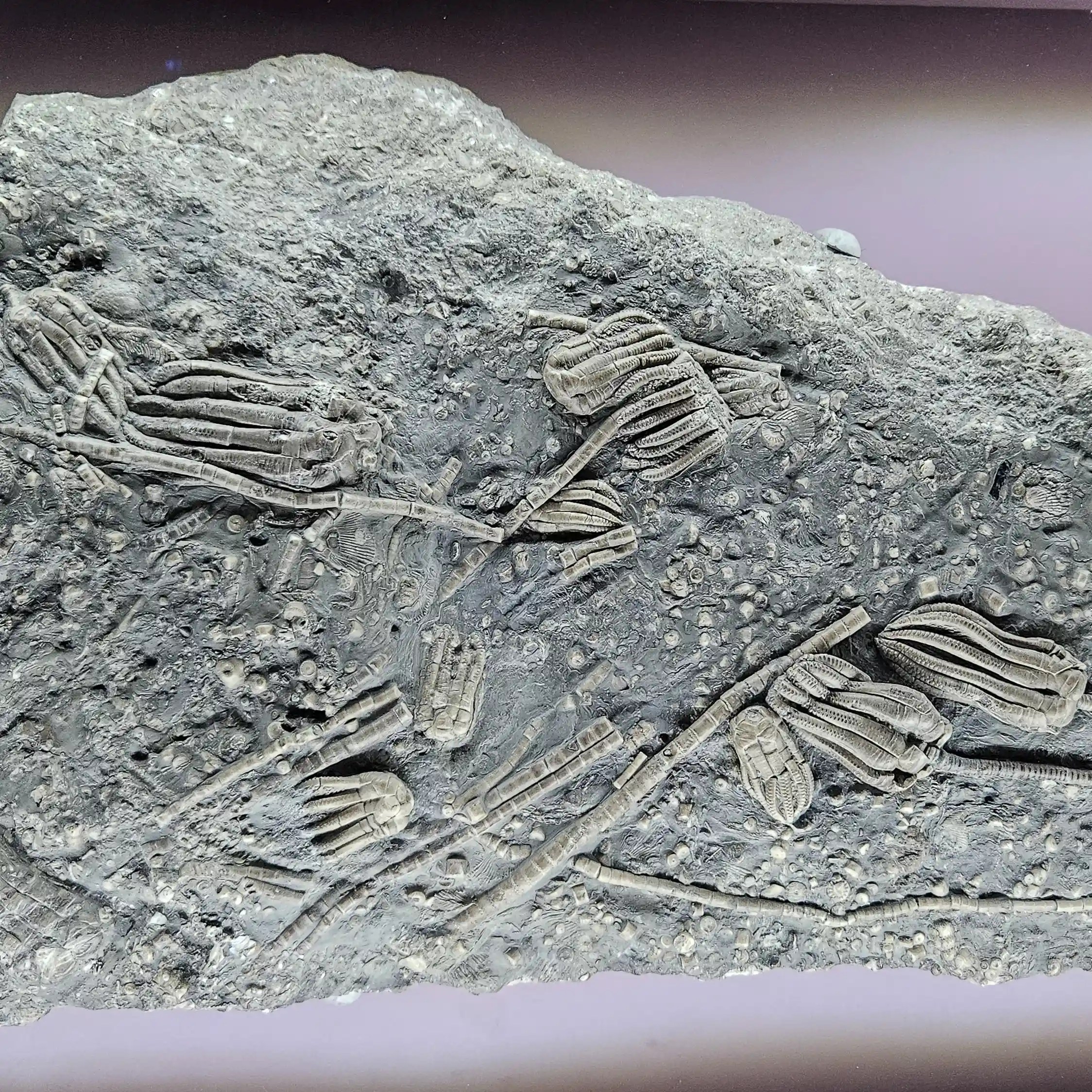 Fossilized crinoids embedded in stone on display in the salt mine museum.