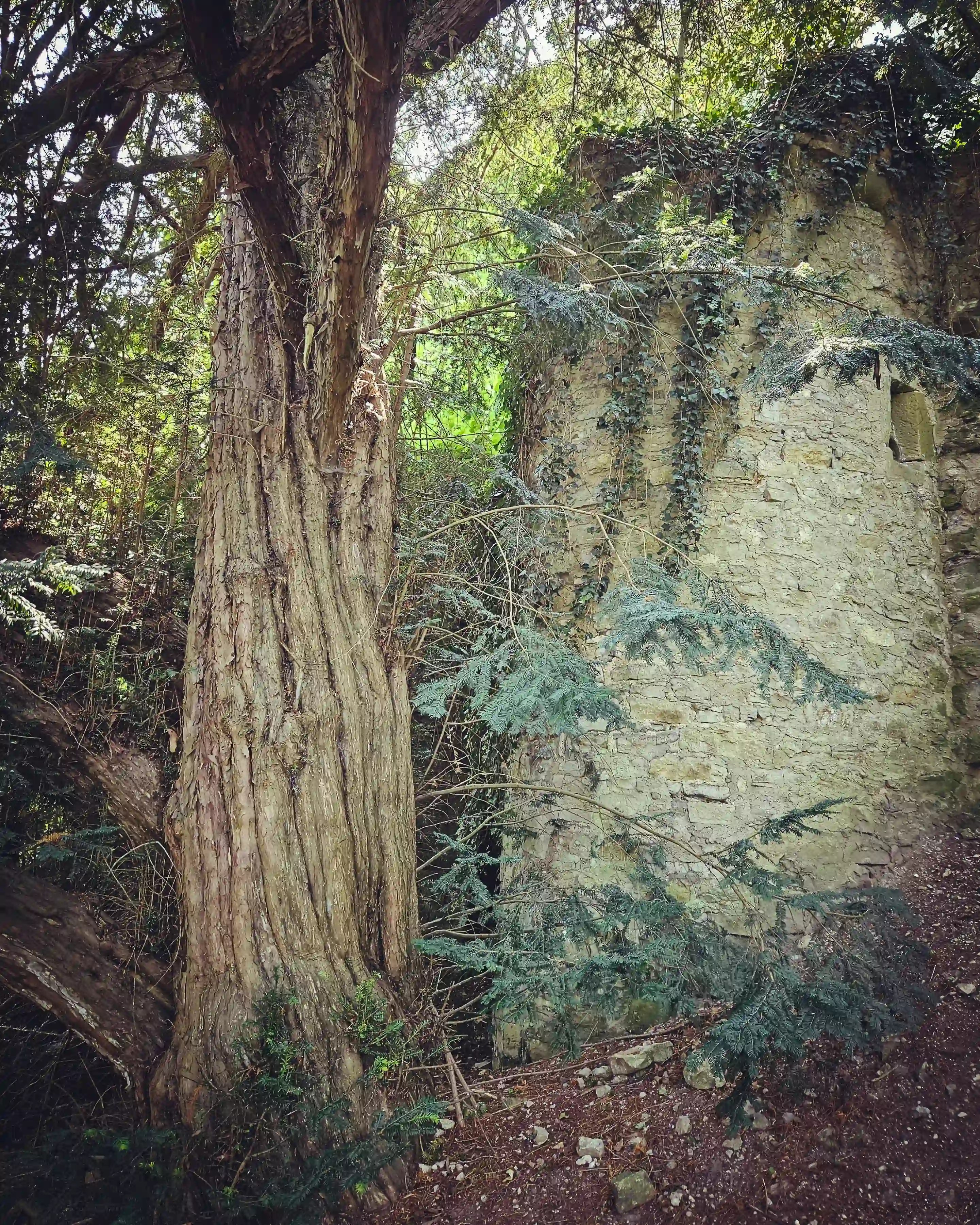 Gnarled tree trunk beside an ivy-covered section of medieval stone wall in deep shade.
