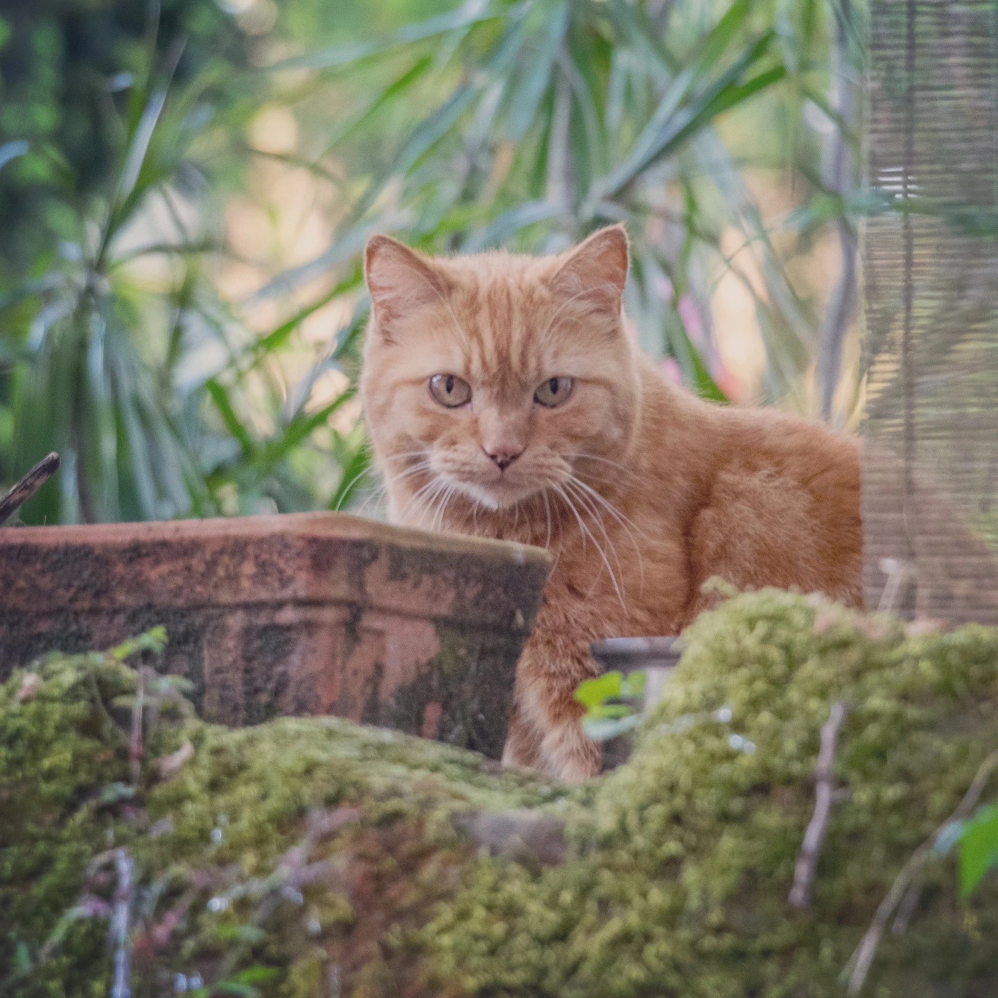 An orange tabby cat sitting among potted plants and moss in Echternach.