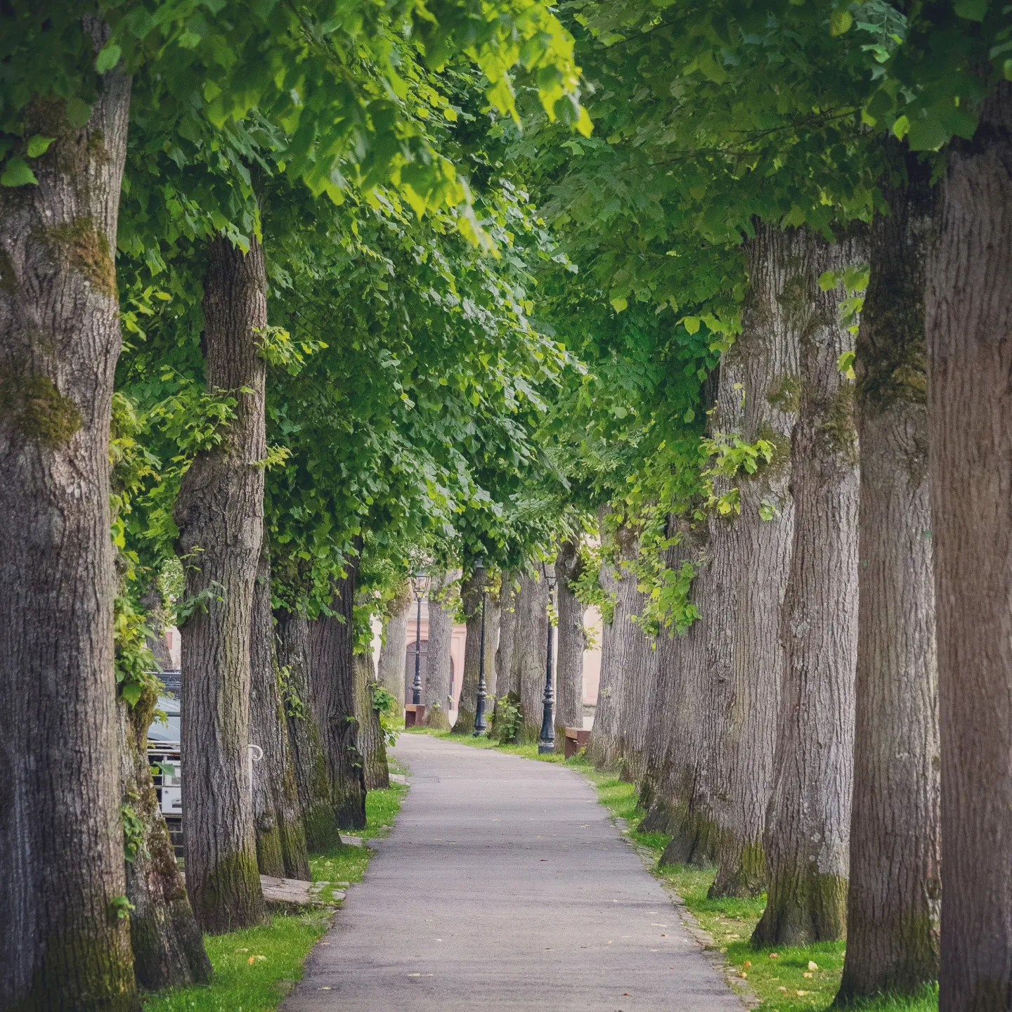 Shaded pedestrian path lined with tall, leafy trees in Echternach.