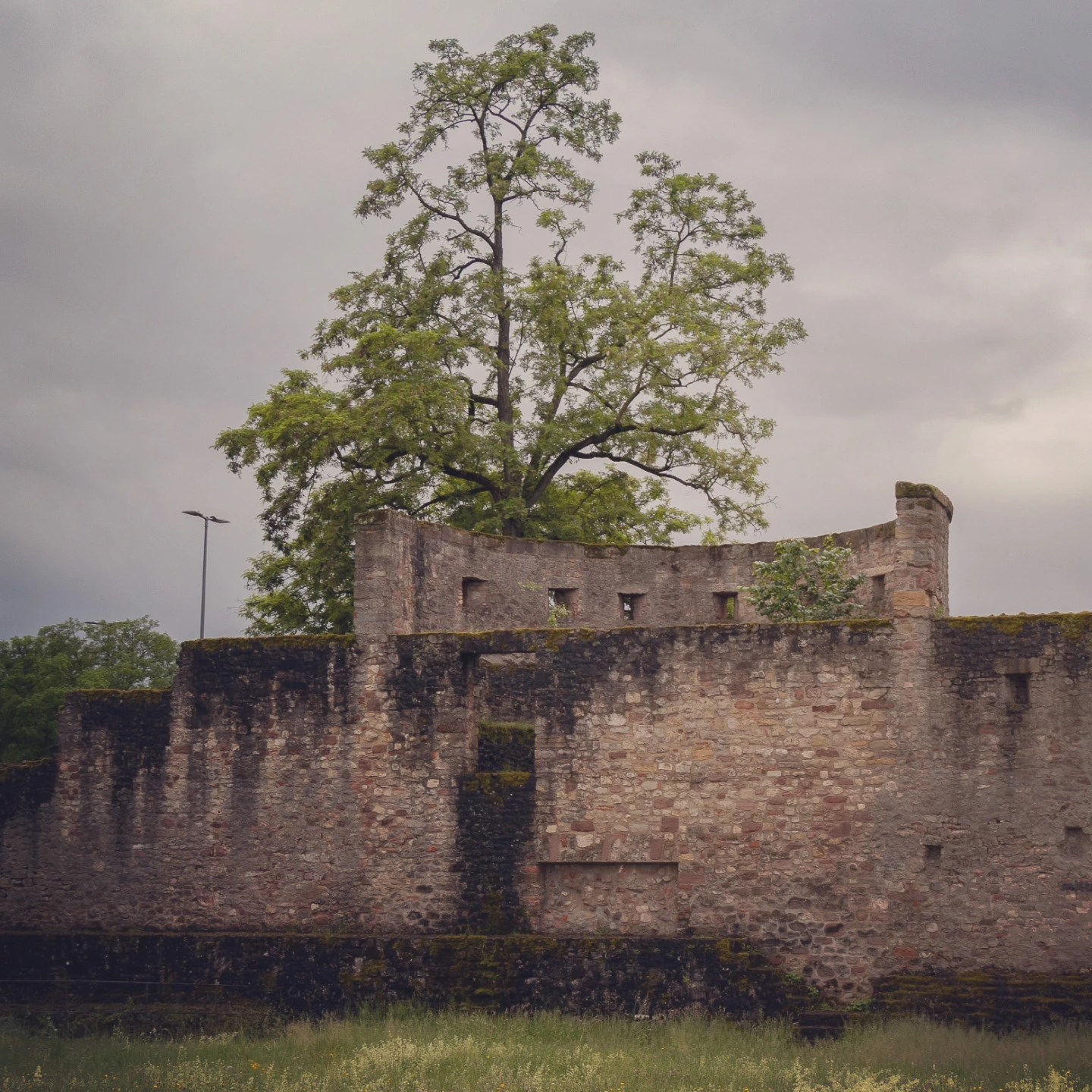 Old Roman stone wall in Trier with large tree rising above.