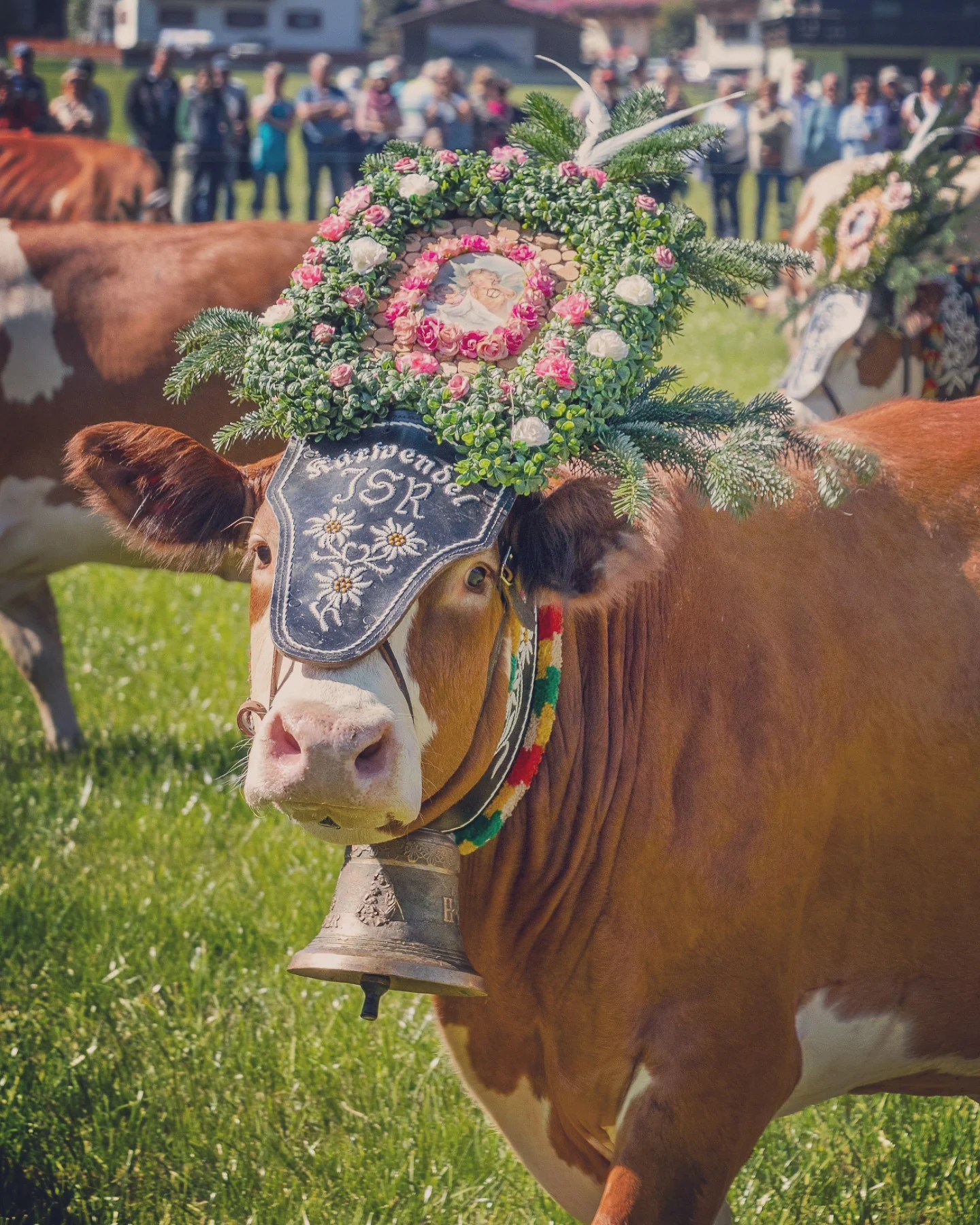 Close portrait of a decorated dairy cow wearing a floral wreath and brass bell during Almabtrieb in Tyrol.
