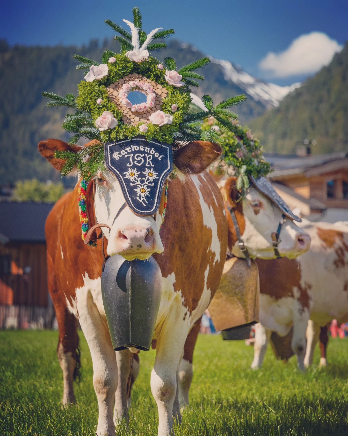 Decorated dairy cows with green and pink floral headdresses and bells during Almabtrieb in Tyrol.