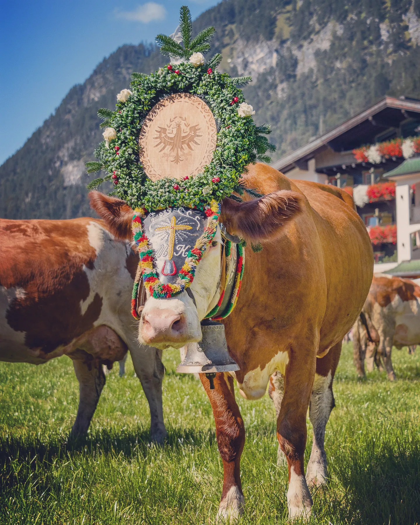 Brown cow wearing a Tyrolean-eagle wooden medallion and bell at an Almabtrieb celebration.