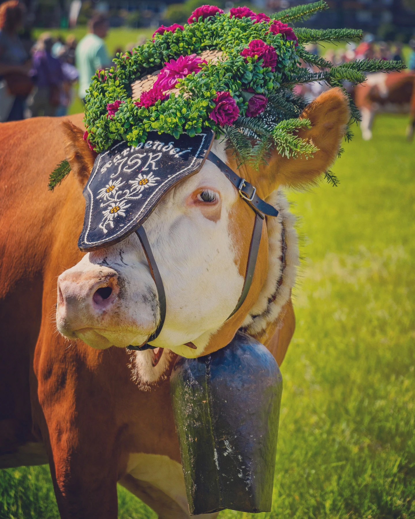 Close portrait of a decorated cow with vibrant magenta flowers and evergreen crown at Almabtrieb in Tyrol.