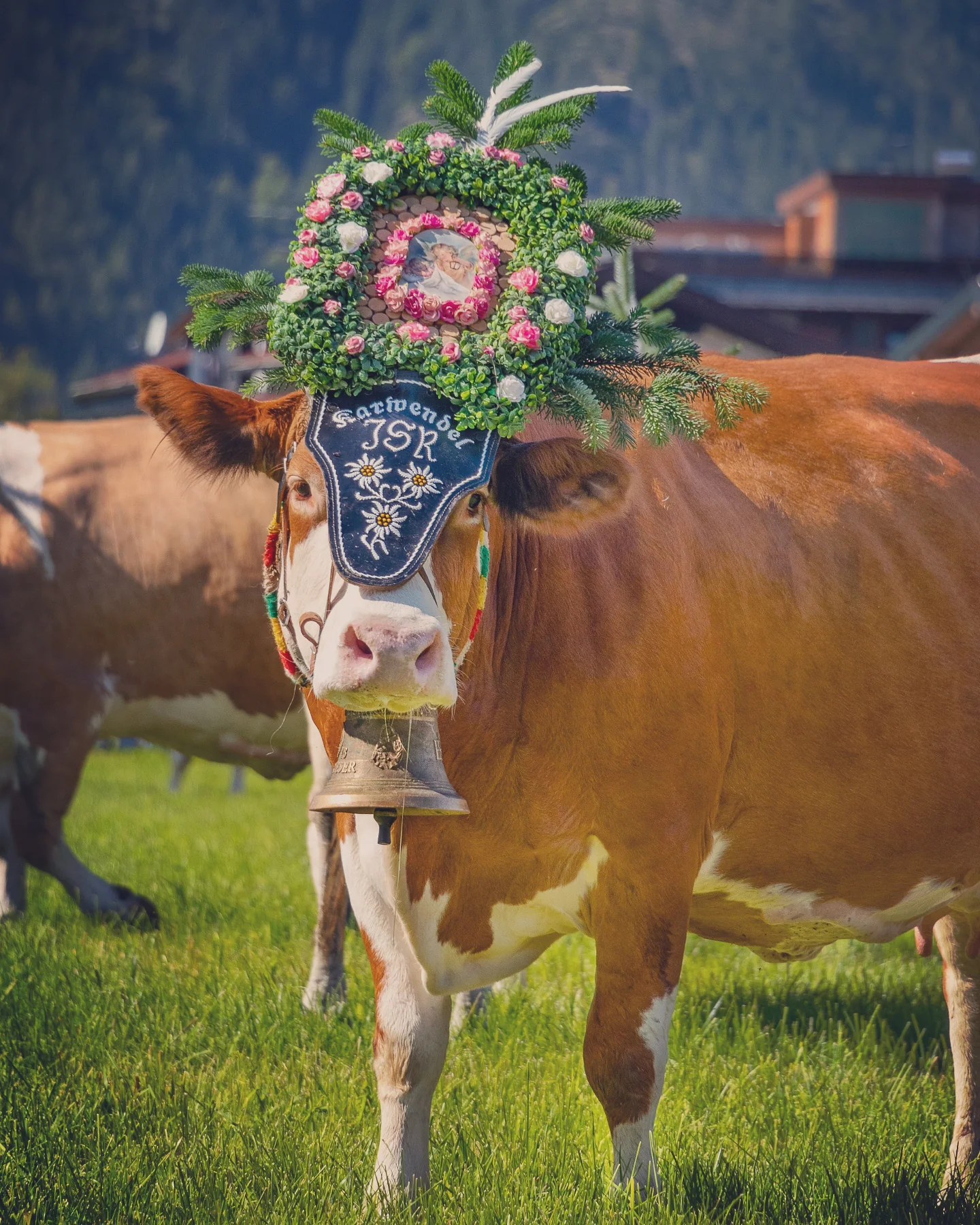 Cow facing the camera wearing a circular floral wreath and small bell at an Almabtrieb parade in Tyrol.