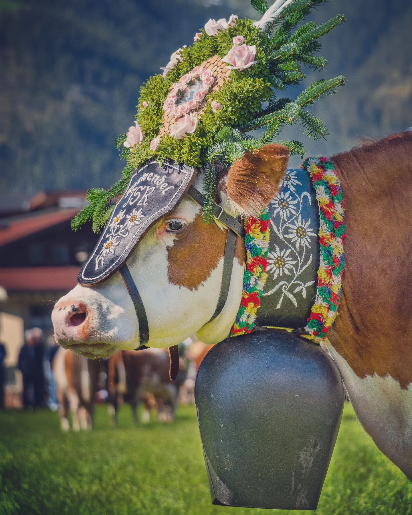 Flower-crowned dairy cow with embroidered collar and large bell at Almabtrieb in Tyrol.