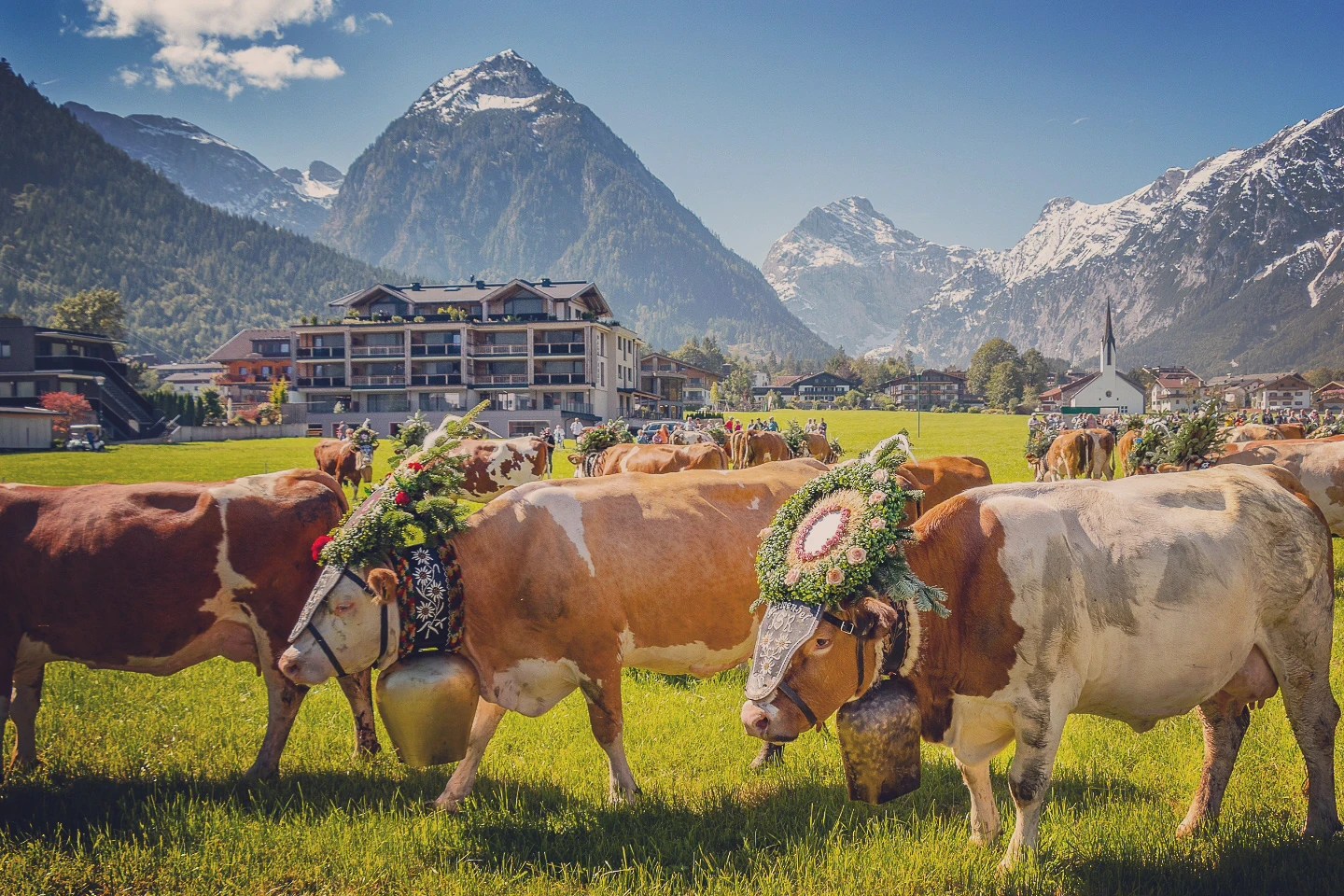 Garlanded dairy cows with large bells in a meadow; village and snowcapped mountains near Pertisau.