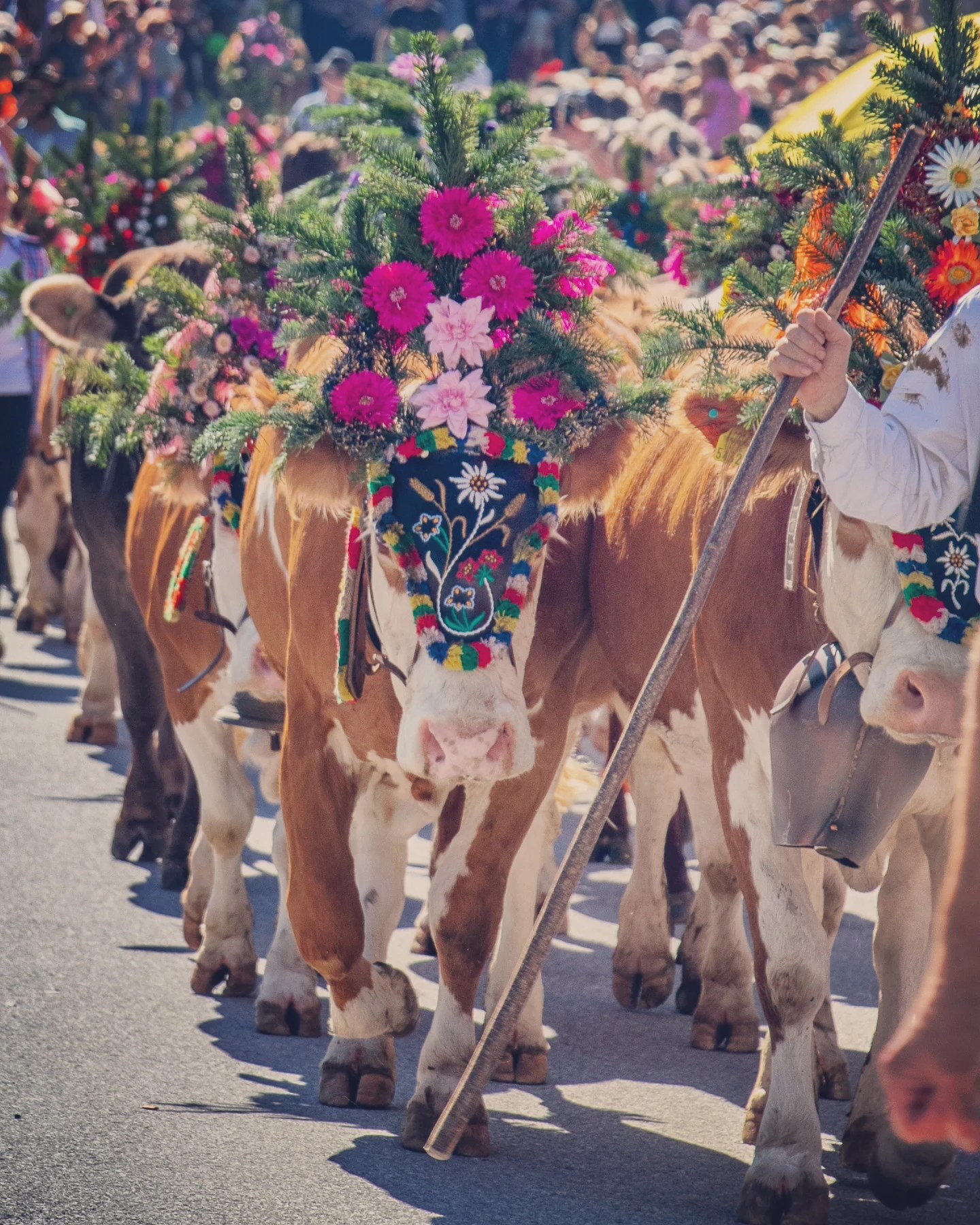 Flower-crowned cows parade through Reith im Alpbachtal during the Reither Bauernmarkt Almabtrieb & Kirchtagsfest, led by herders.