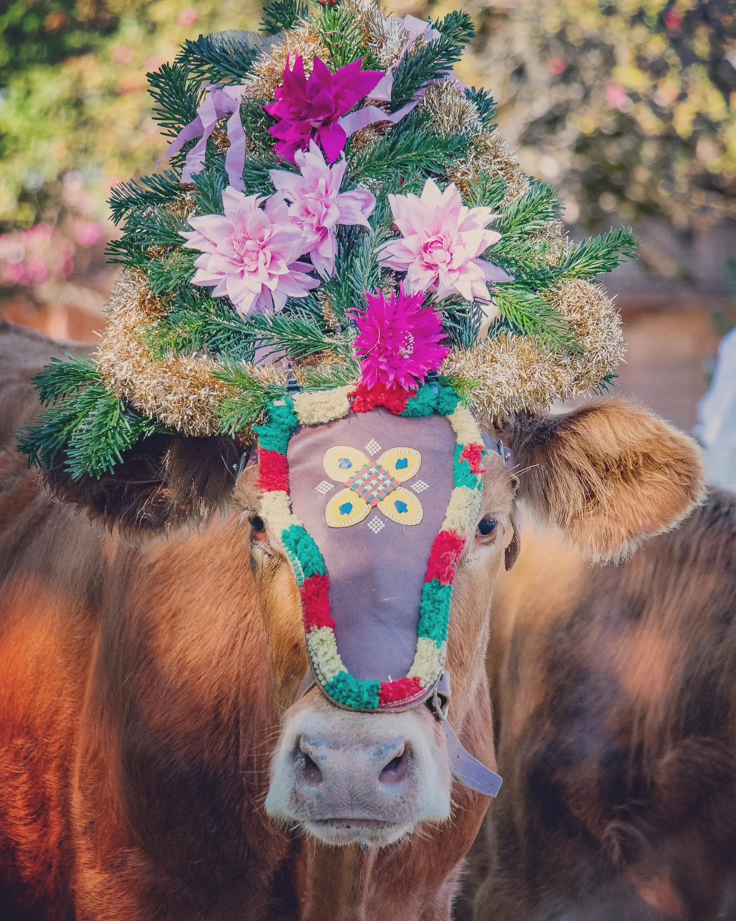Close portrait of a cow wearing an embroidered browband with fir, tinsel, and pink flowers at the Almabtrieb in Reith im Alpbachtal.