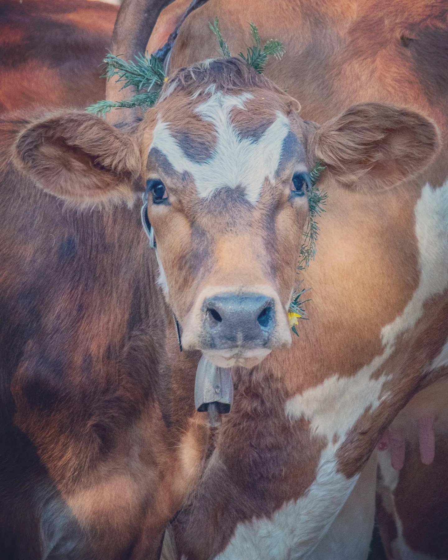 Curious young cow with small bell and fir sprigs stands within the herd at the Almabtrieb parade in Tyrol.