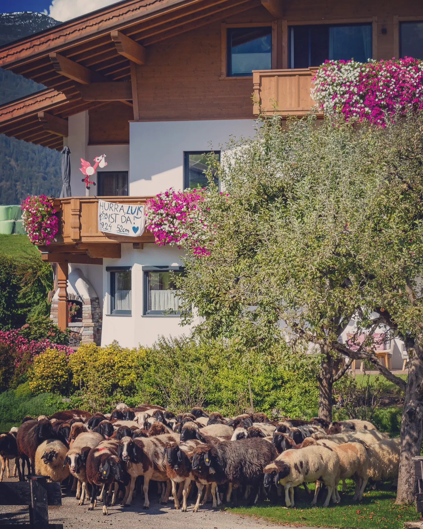 Flock of sheep bunch together near a flower-decked farmhouse in Reith im Alpbachtal during the festival.