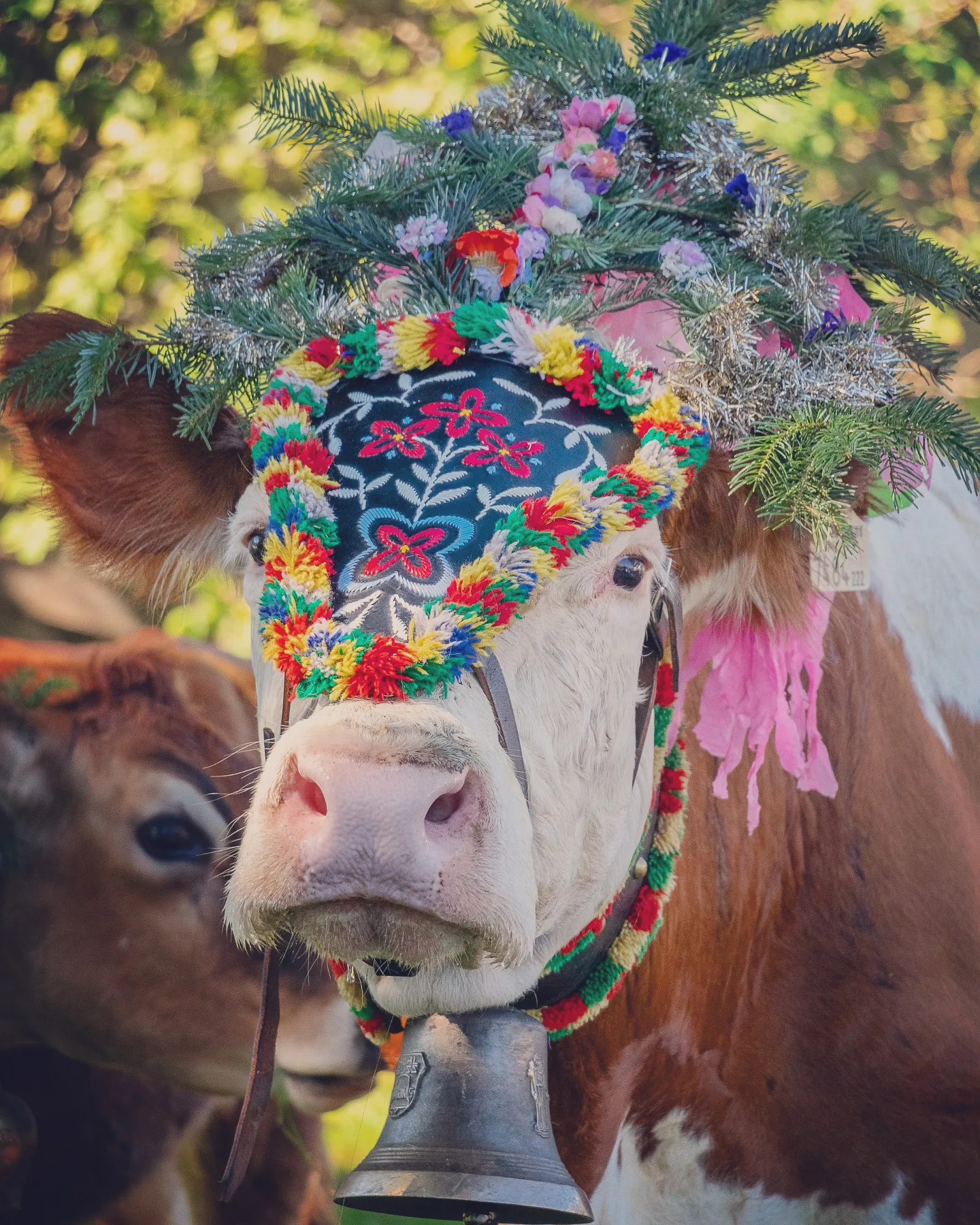 White-faced cow in colorful embroidered browband with flowers and bell at the Reith Almabtrieb.