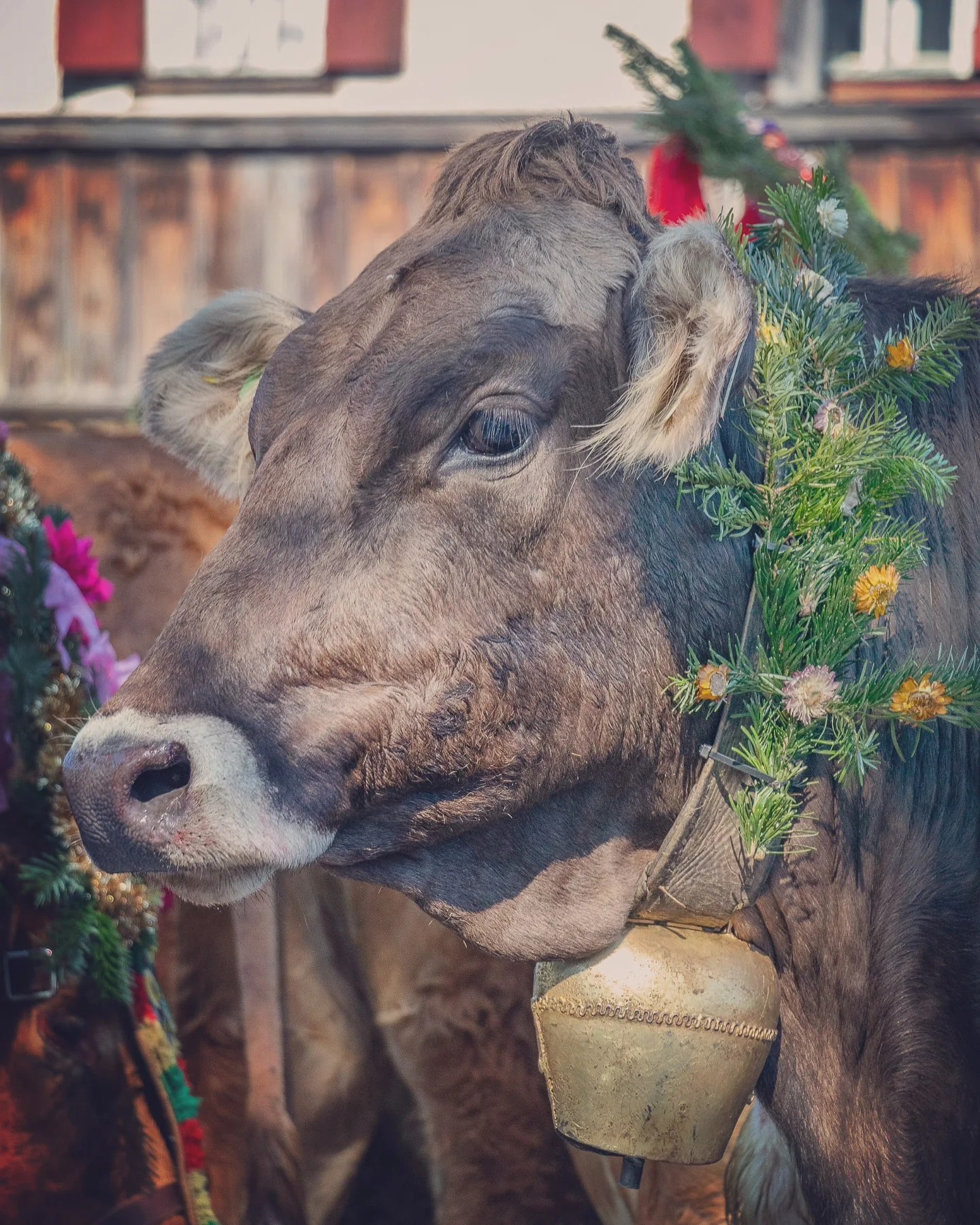 Decorated brown cow wearing a large bell at the Almabtrieb parade in Reith im Alpbachtal, Tyrol.