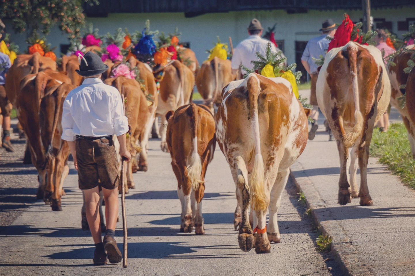 Herders guide decorated cows down the street during Almabtrieb in Reith im Alpbachtal.