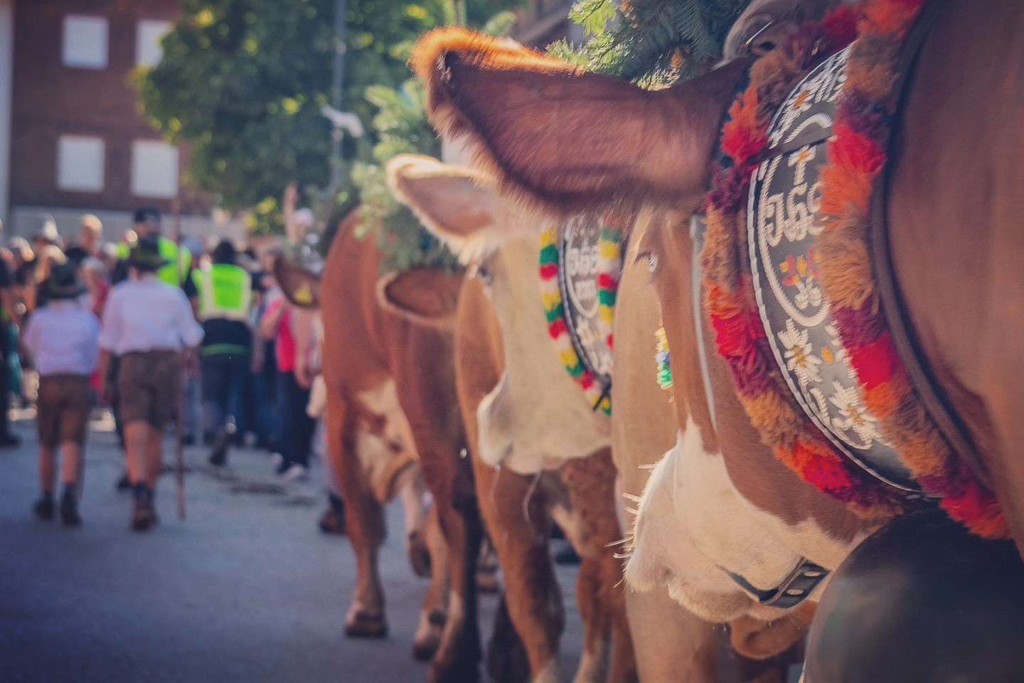 Close view of decorated cow collars and bells during the Almabtrieb festival procession.